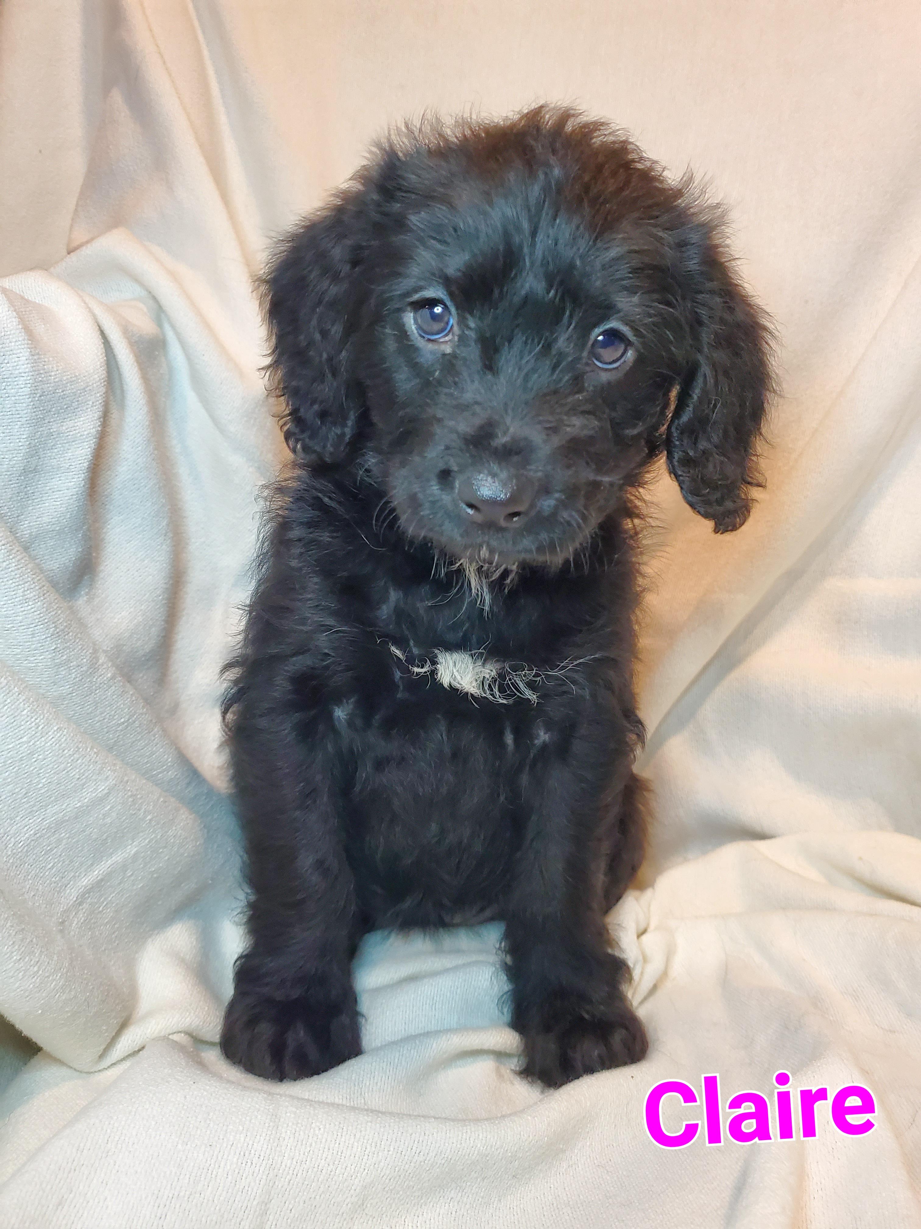 Enlarge Claire, a Adoptable mixed breed in Blairstown, NJ image 3/6