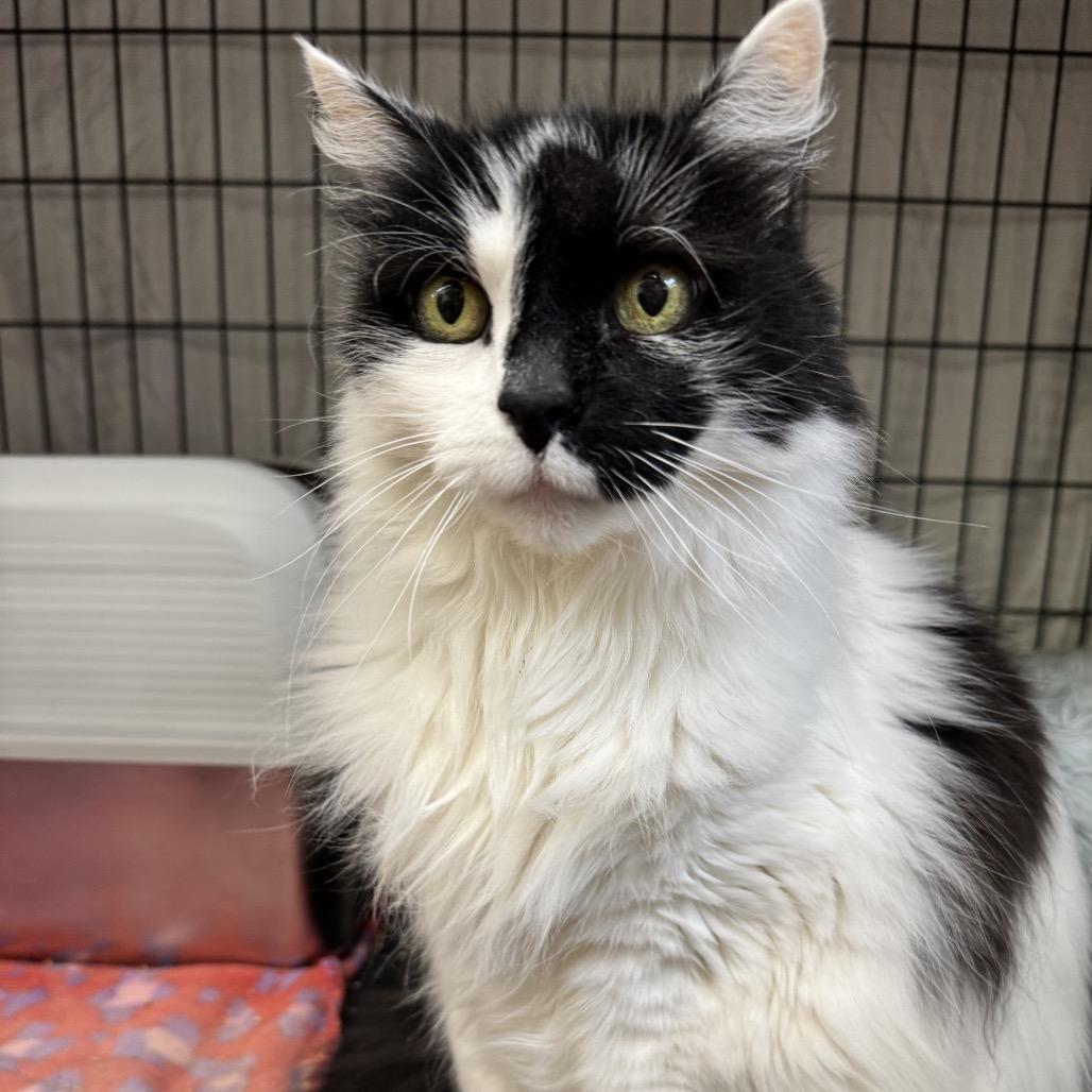 Enlarge Callie (and Stella), a Adoptable Domestic Long Hair in Mount Laurel, NJ image 1/4