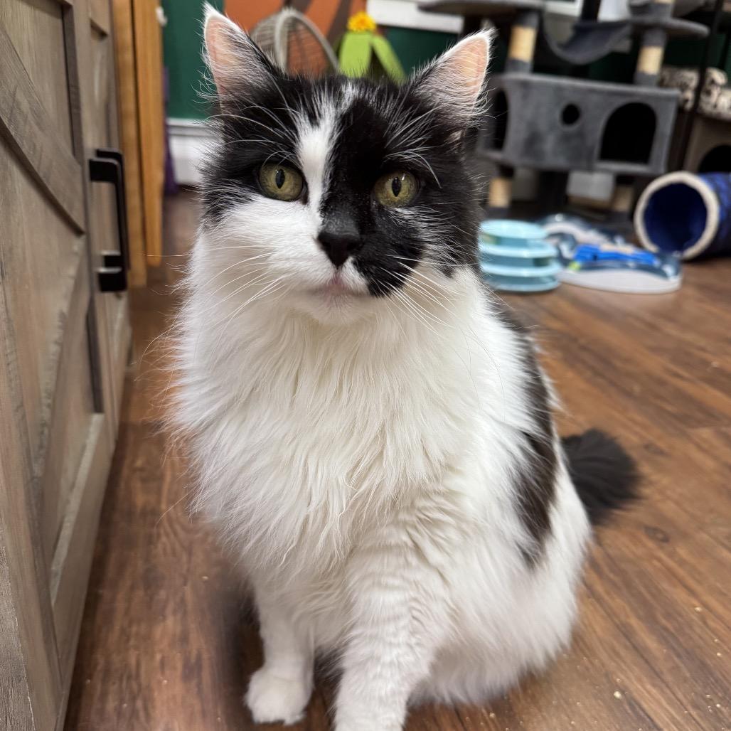 Enlarge Callie (and Stella), a Adoptable Domestic Long Hair in Mount Laurel, NJ image 3/4
