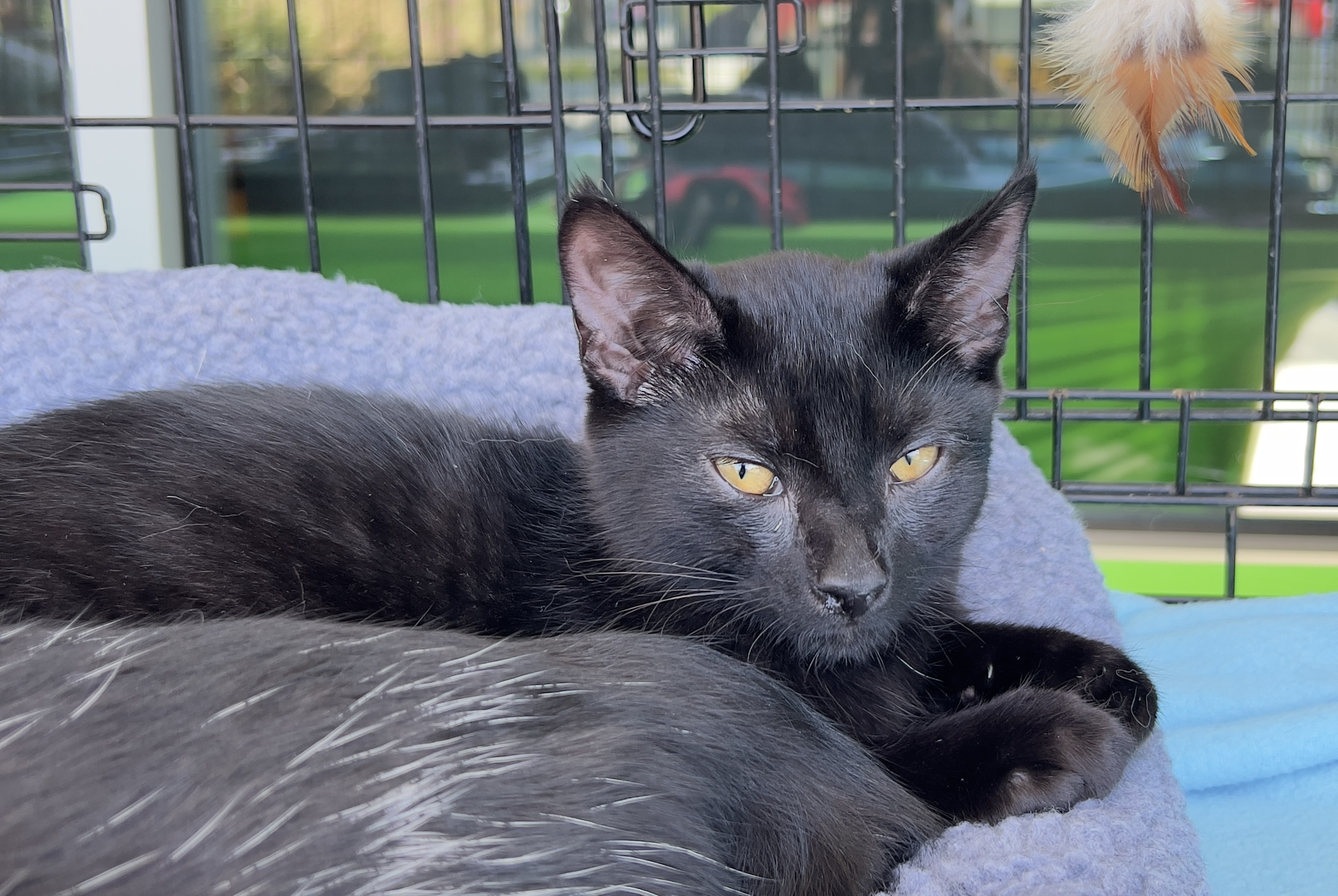 Fudge, Adoptable, Young Male Domestic Short Hair.
