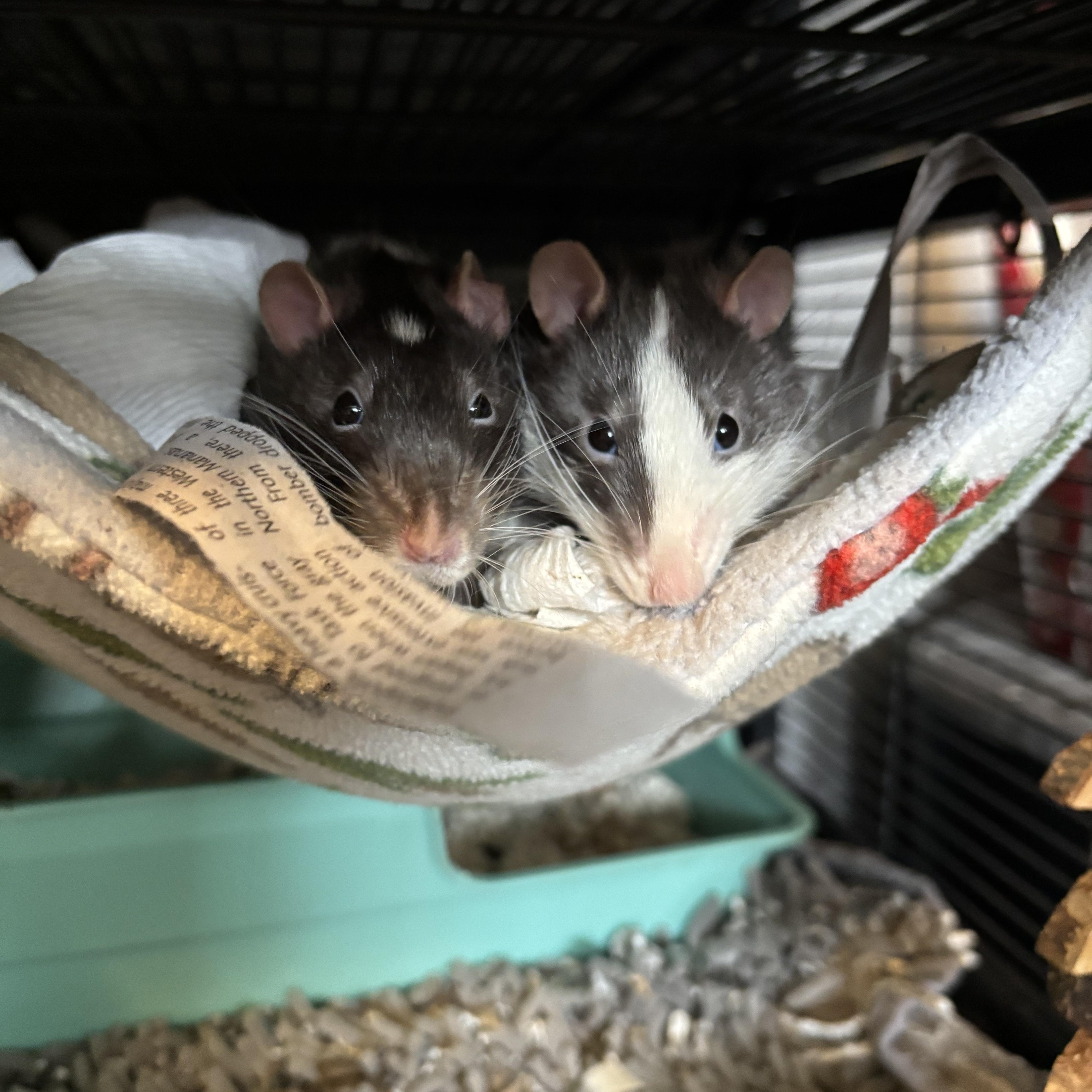 Yin & Yang, an adopted Rat in Springfield, OR image 1/3