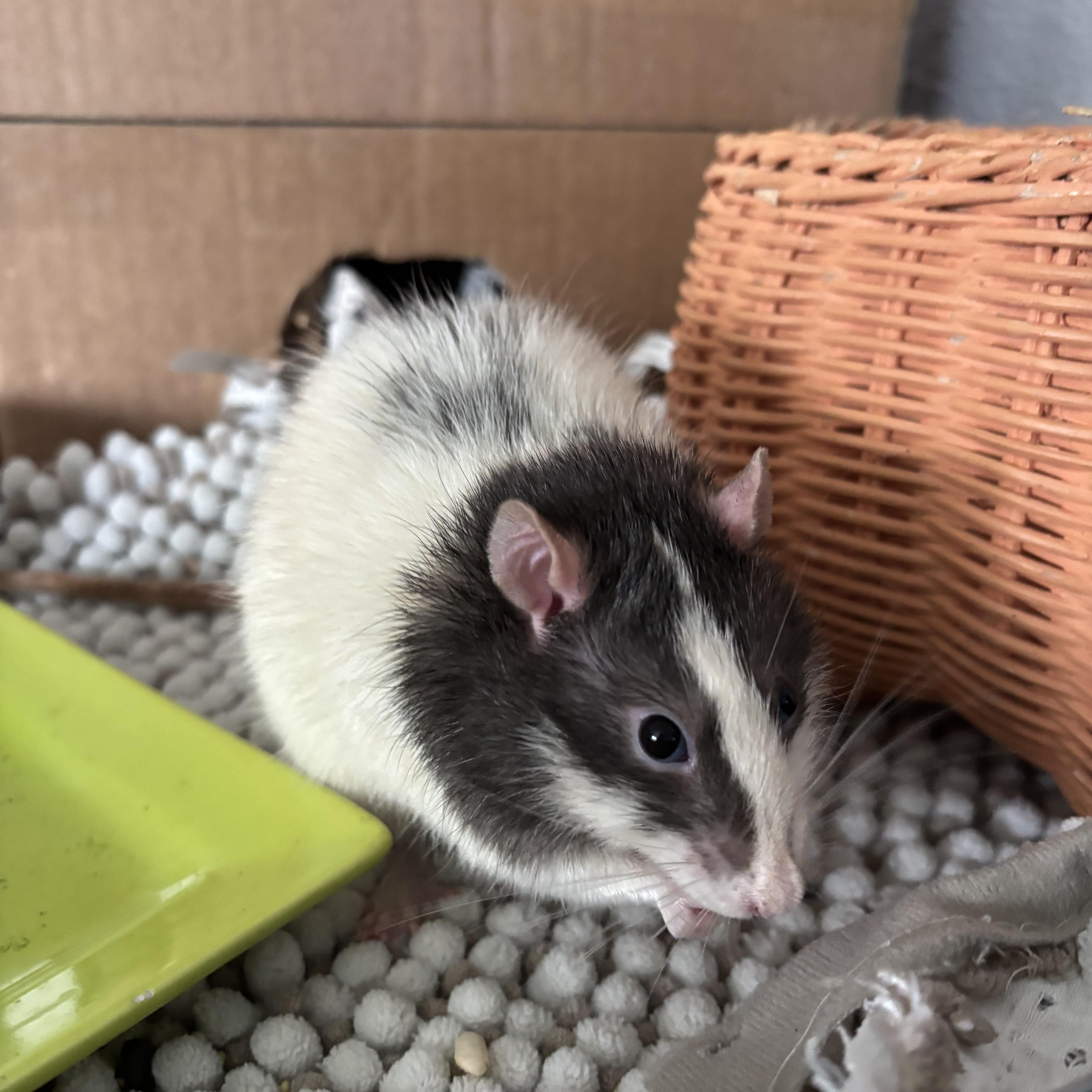 Yin & Yang, an adopted Rat in Springfield, OR image 2/3