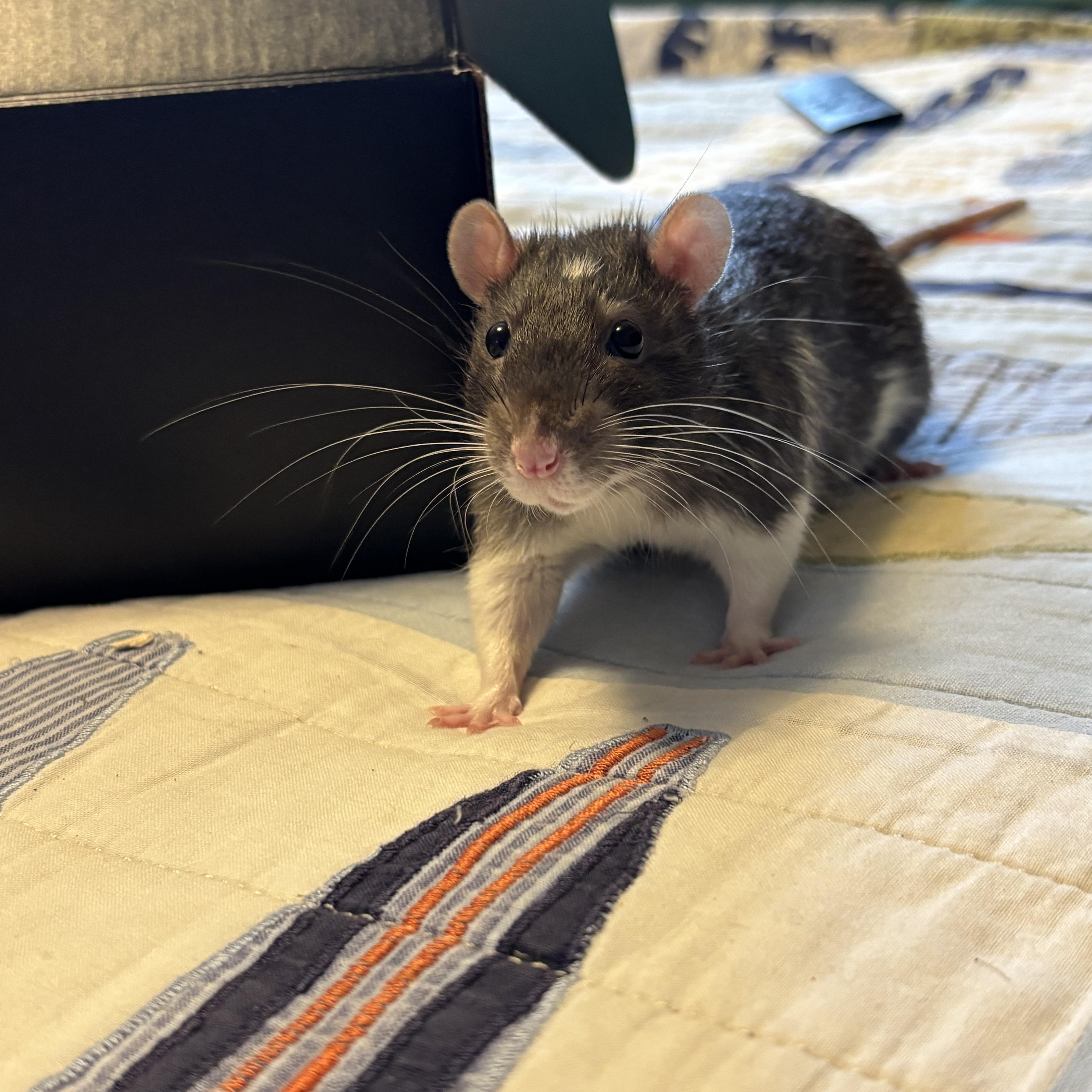 Yin & Yang, an adopted Rat in Springfield, OR image 3/3