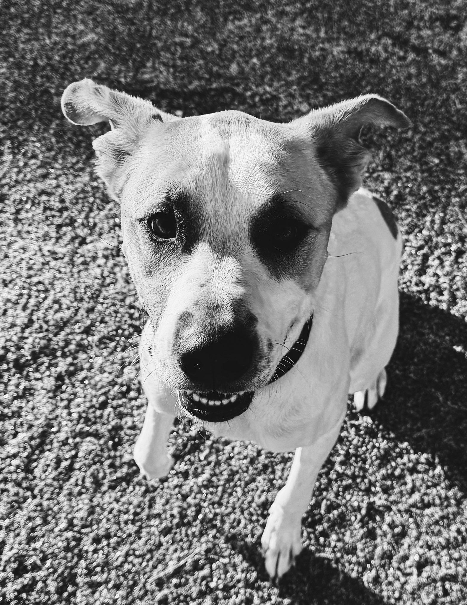 Enlarge Wish, a ADOPTABLE mixed breed in Hays, KS image 4/6