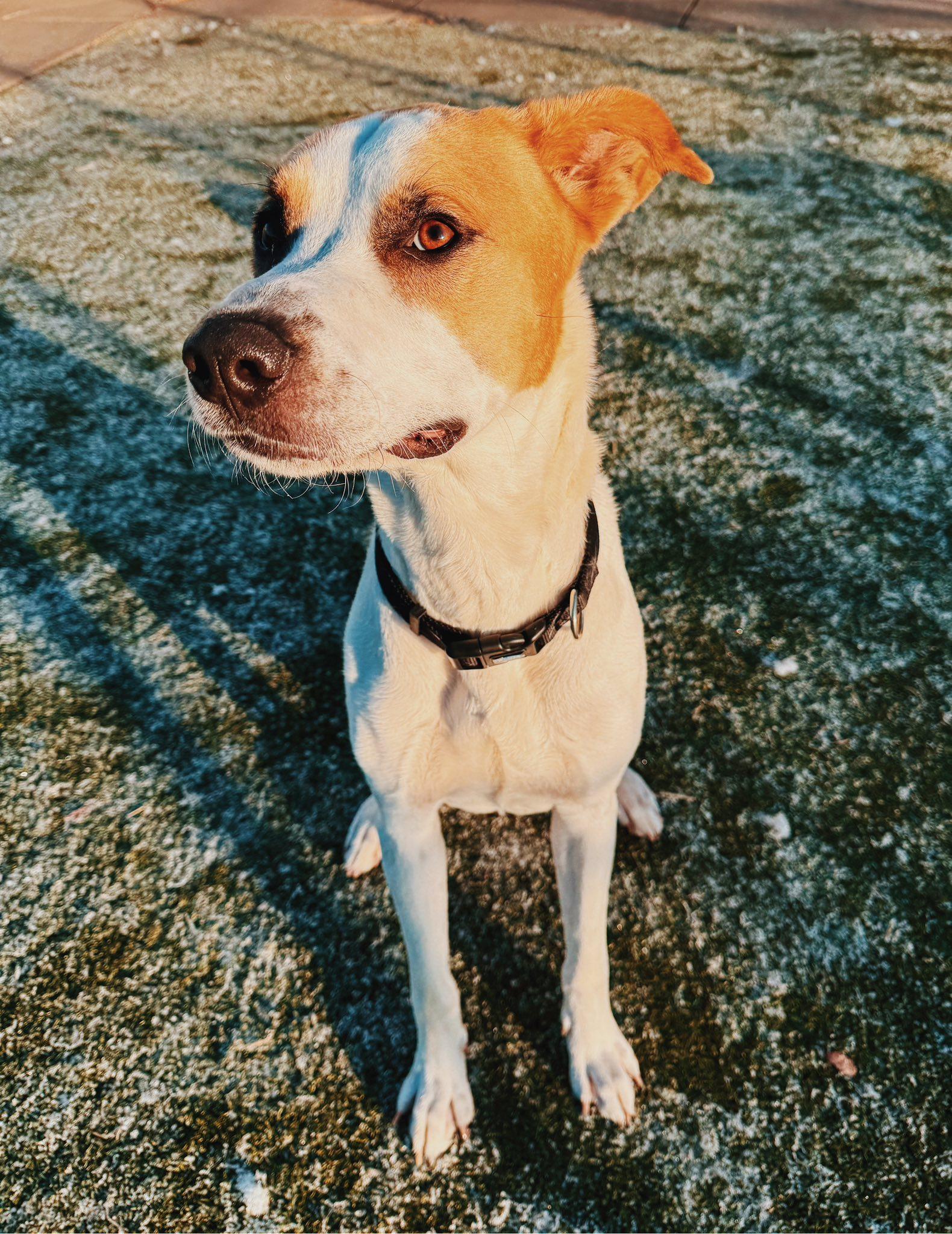 Enlarge Wish, a ADOPTABLE mixed breed in Hays, KS image 6/6