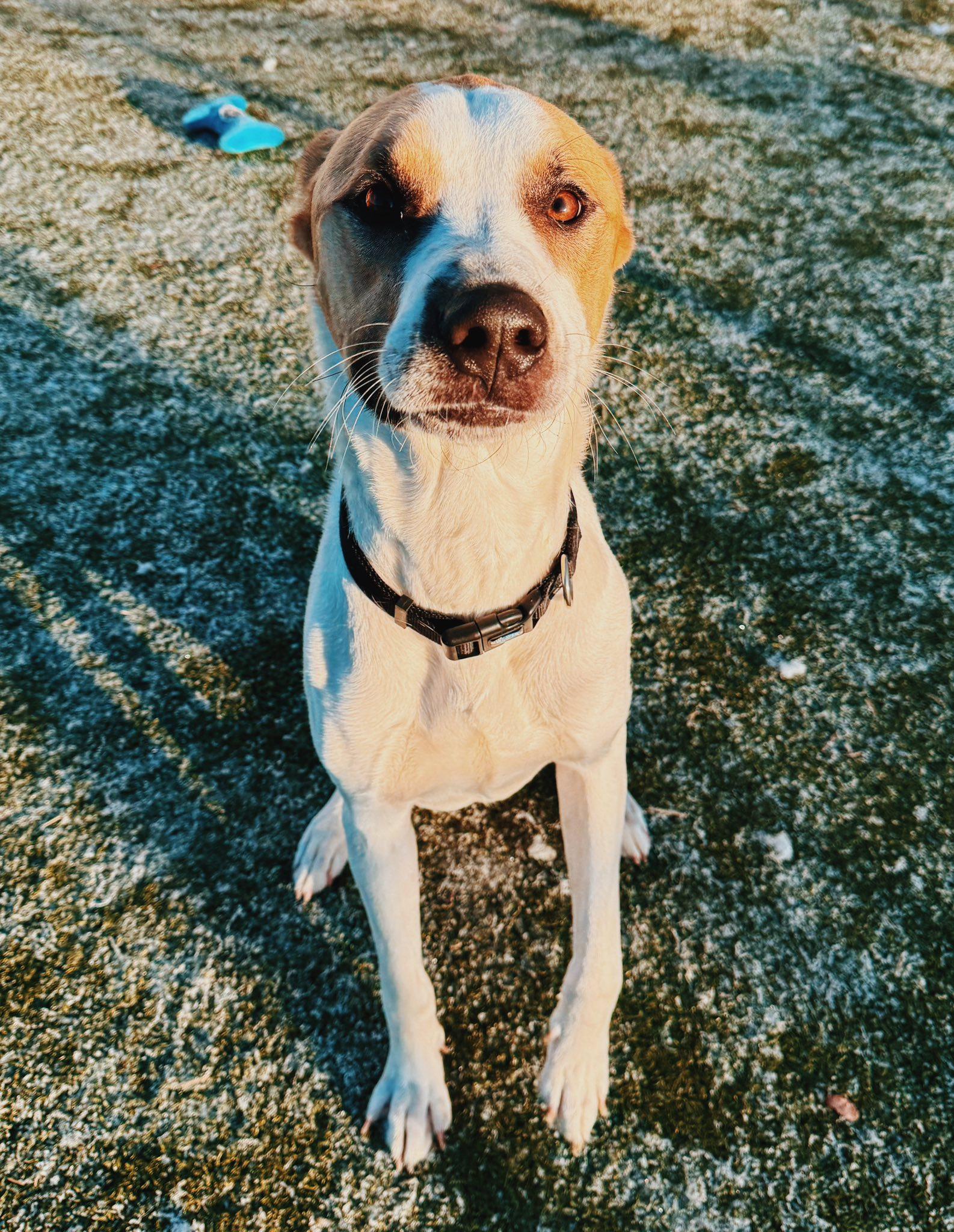 Wish, ADOPTABLE, Adult Male Pointer.