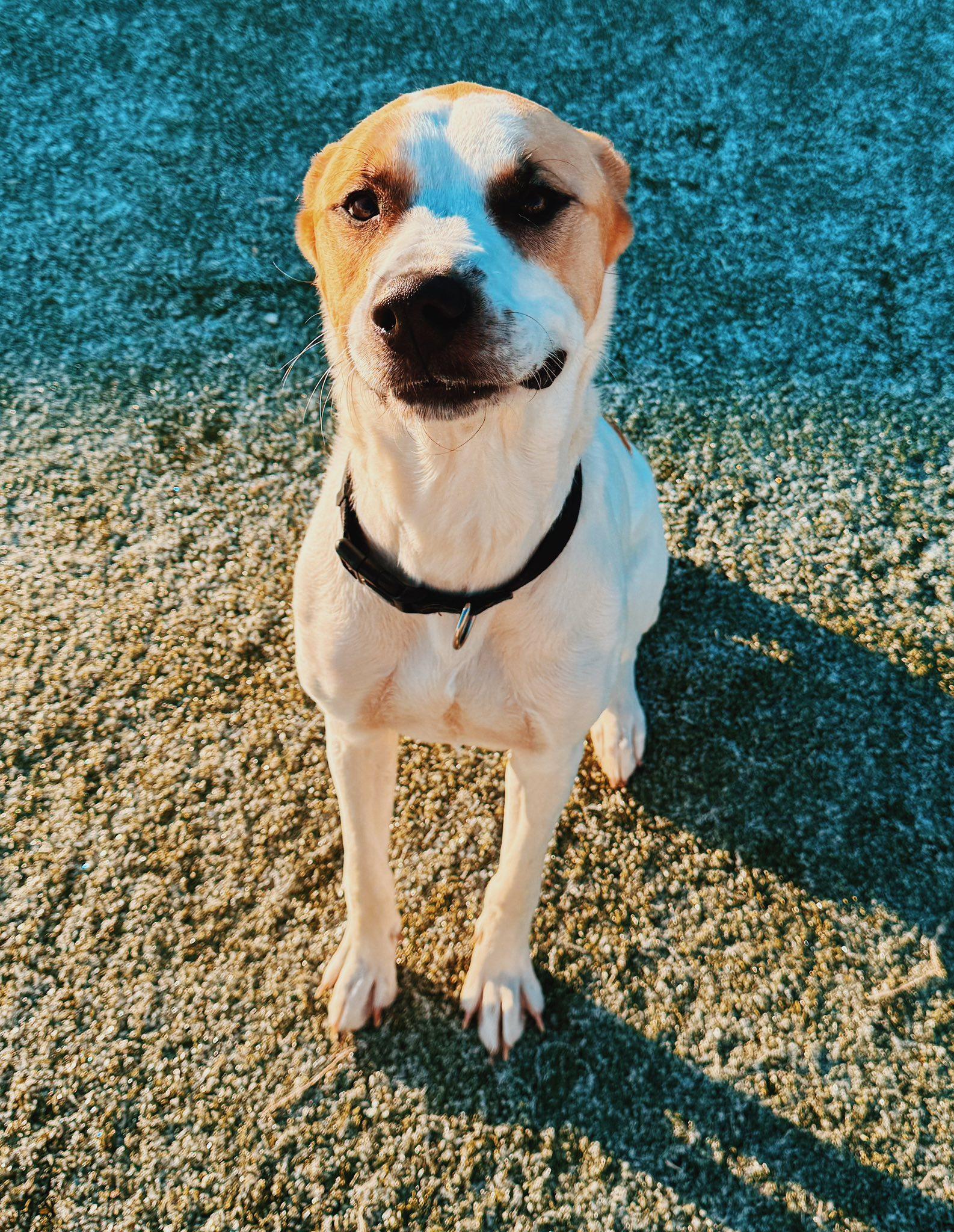 Enlarge Wish, a ADOPTABLE mixed breed in Hays, KS image 3/6
