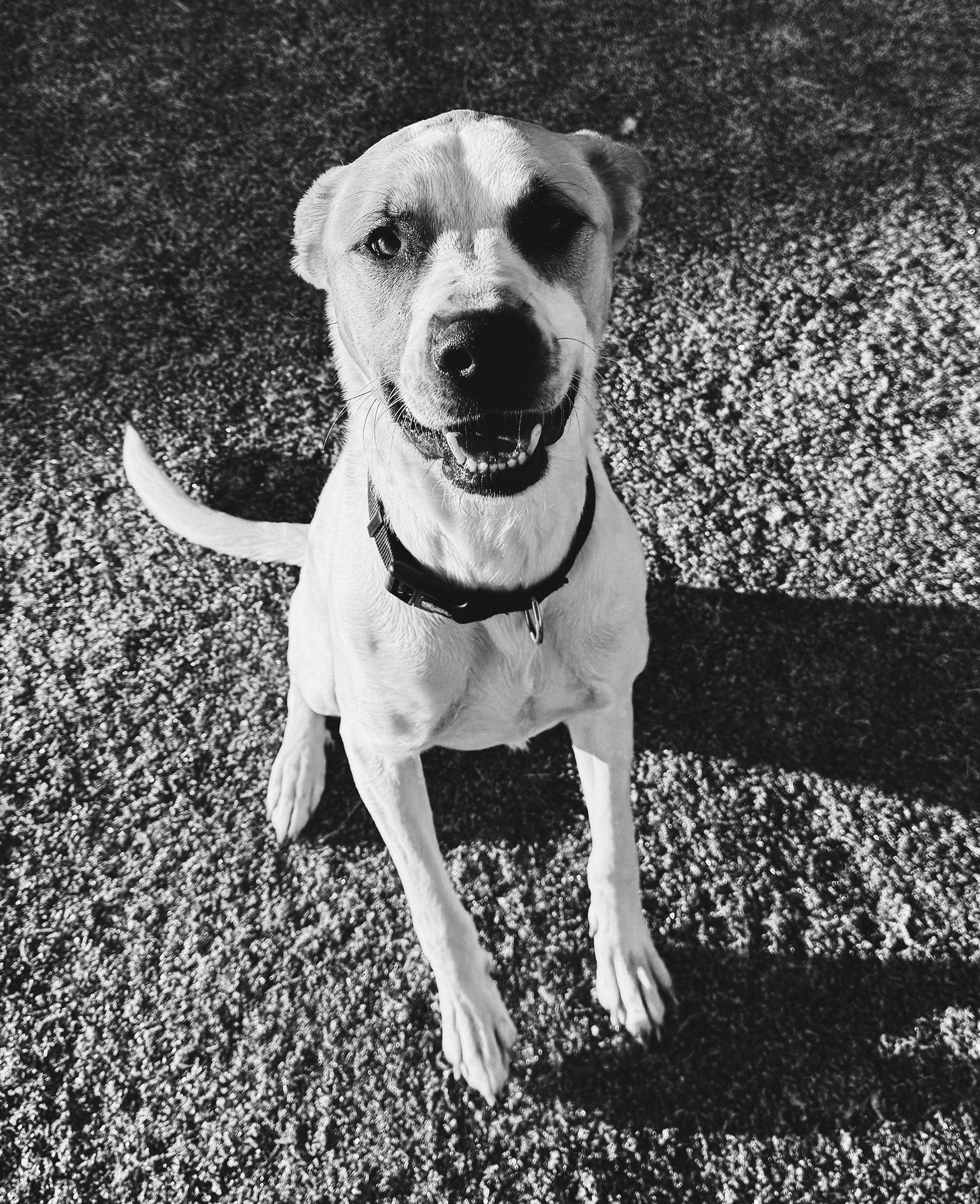 Enlarge Wish, a ADOPTABLE mixed breed in Hays, KS image 2/6