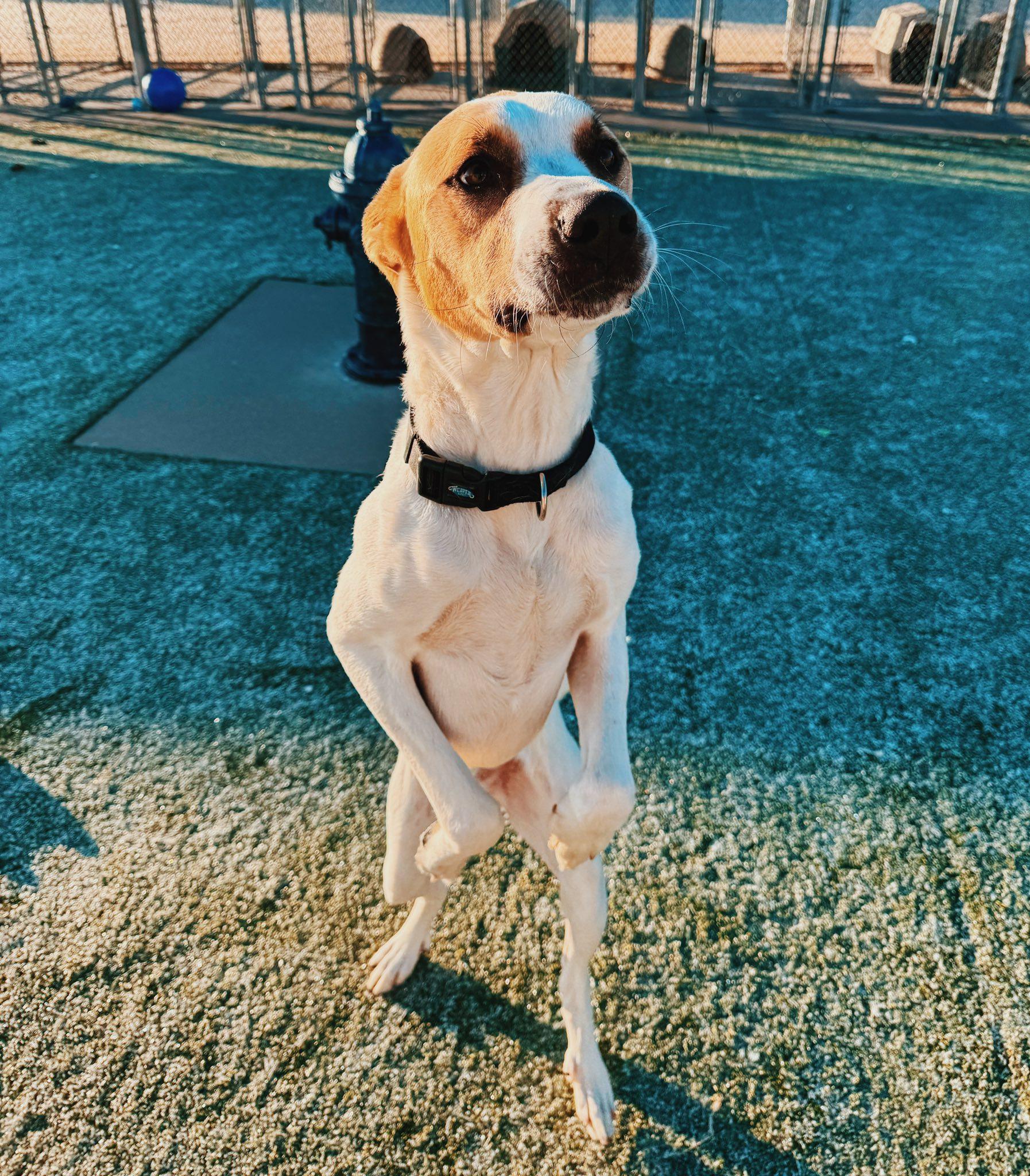 Enlarge Wish, a ADOPTABLE mixed breed in Hays, KS image 5/6