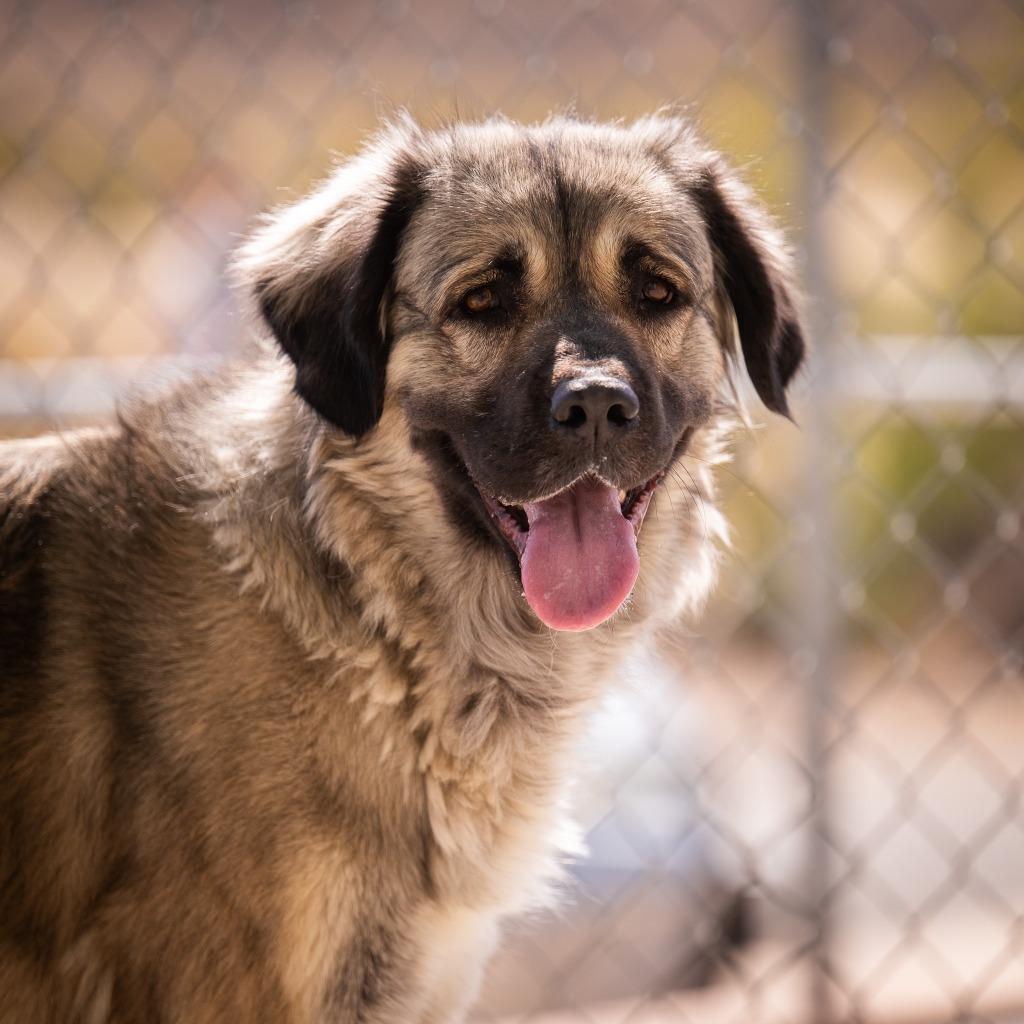 Skyler, Adoptable, Adult Female Anatolian Shepherd.