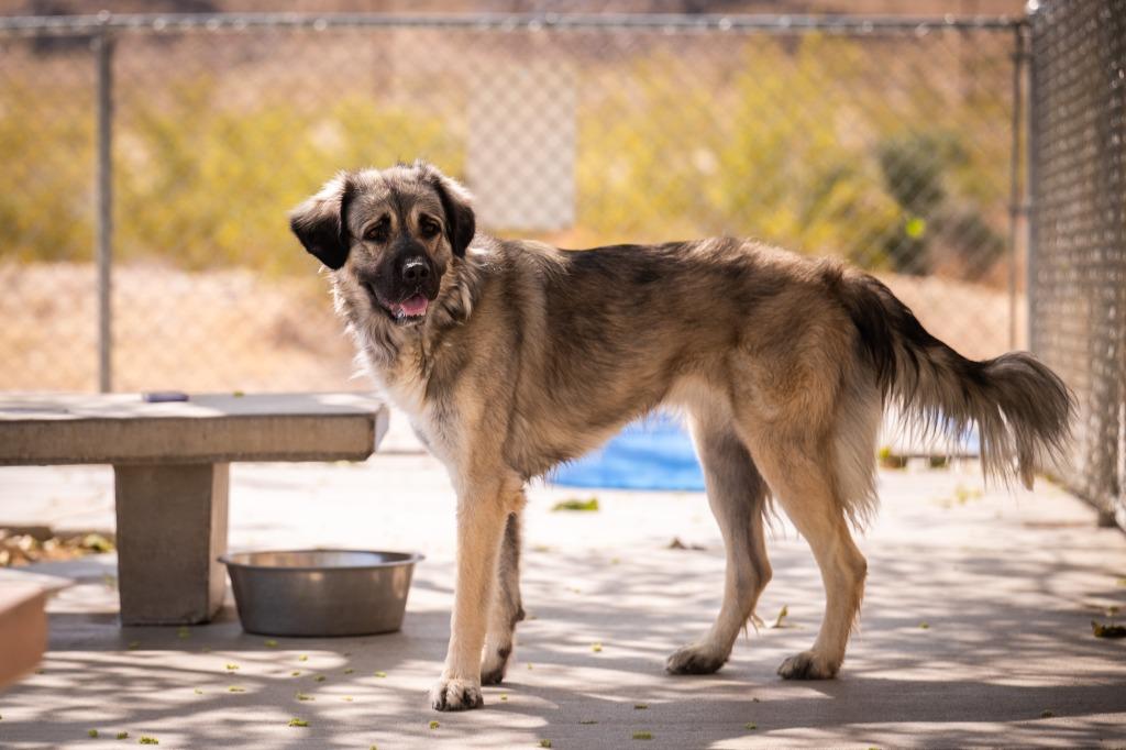 Enlarge Skyler, a Adoptable mixed breed in Twentynine Palms, CA image 2/6