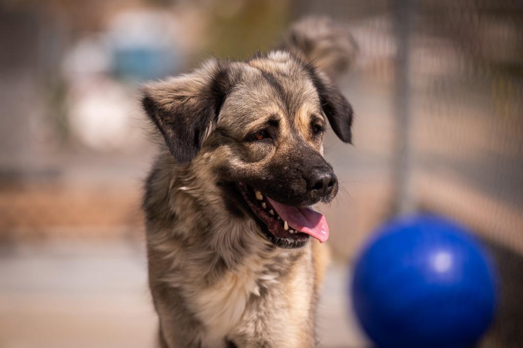 Enlarge Skyler, a Adoptable mixed breed in Twentynine Palms, CA image 3/6