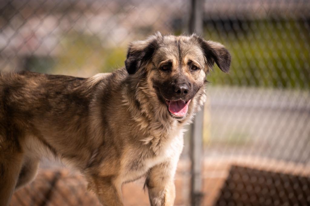 Enlarge Skyler, a Adoptable mixed breed in Twentynine Palms, CA image 4/6