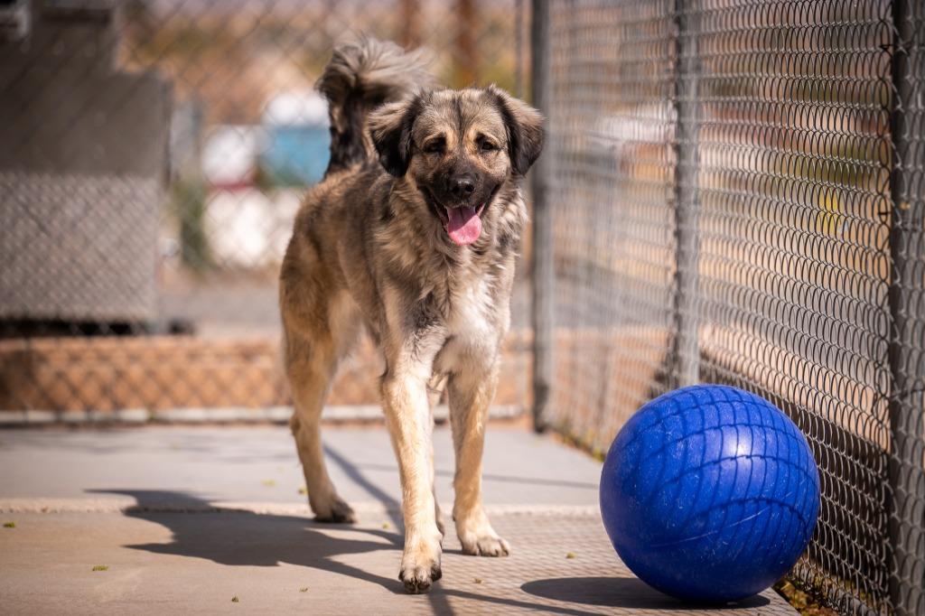 Enlarge Skyler, a Adoptable mixed breed in Twentynine Palms, CA image 5/6