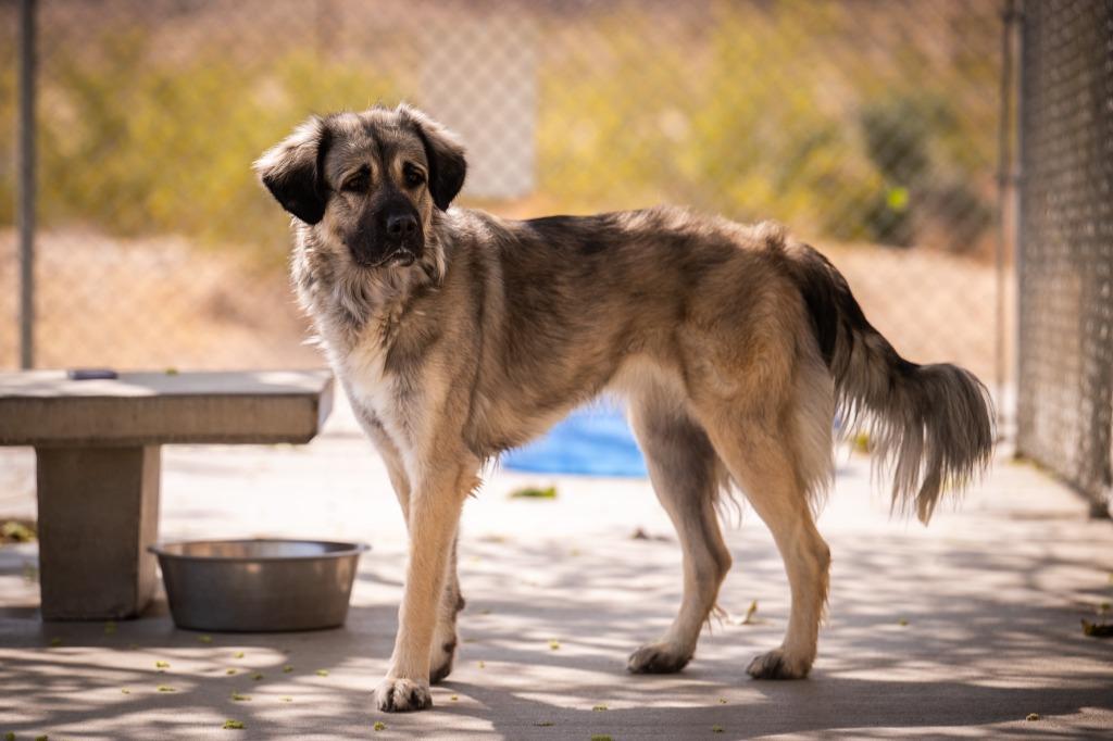 Enlarge Skyler, a Adoptable mixed breed in Twentynine Palms, CA image 6/6