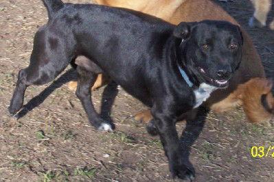 Dude, an adoptable mixed breed in Prague, OK image 1/2