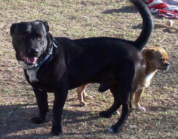 Dude, an adoptable mixed breed in Prague, OK image 2/2