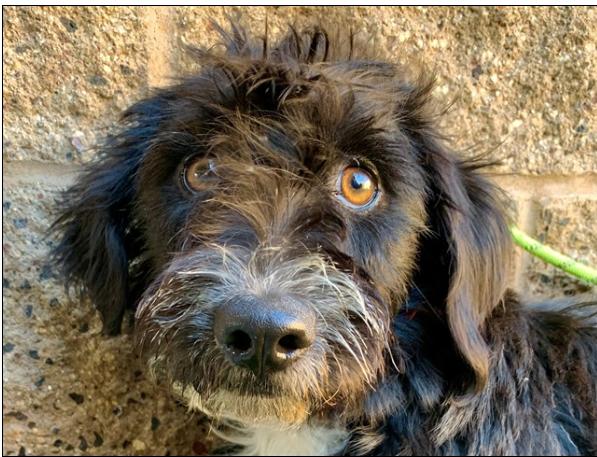 SAVE ME PLEASE - BUNNIE - A551687, adopted, Young Female Schnauzer & Terrier.