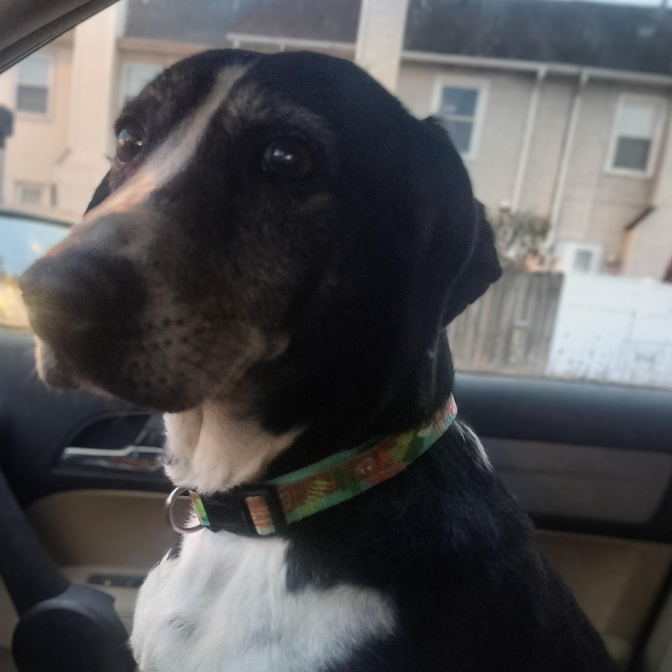 Ophelia, ADOPTABLE, Adult Female Mixed Breed.