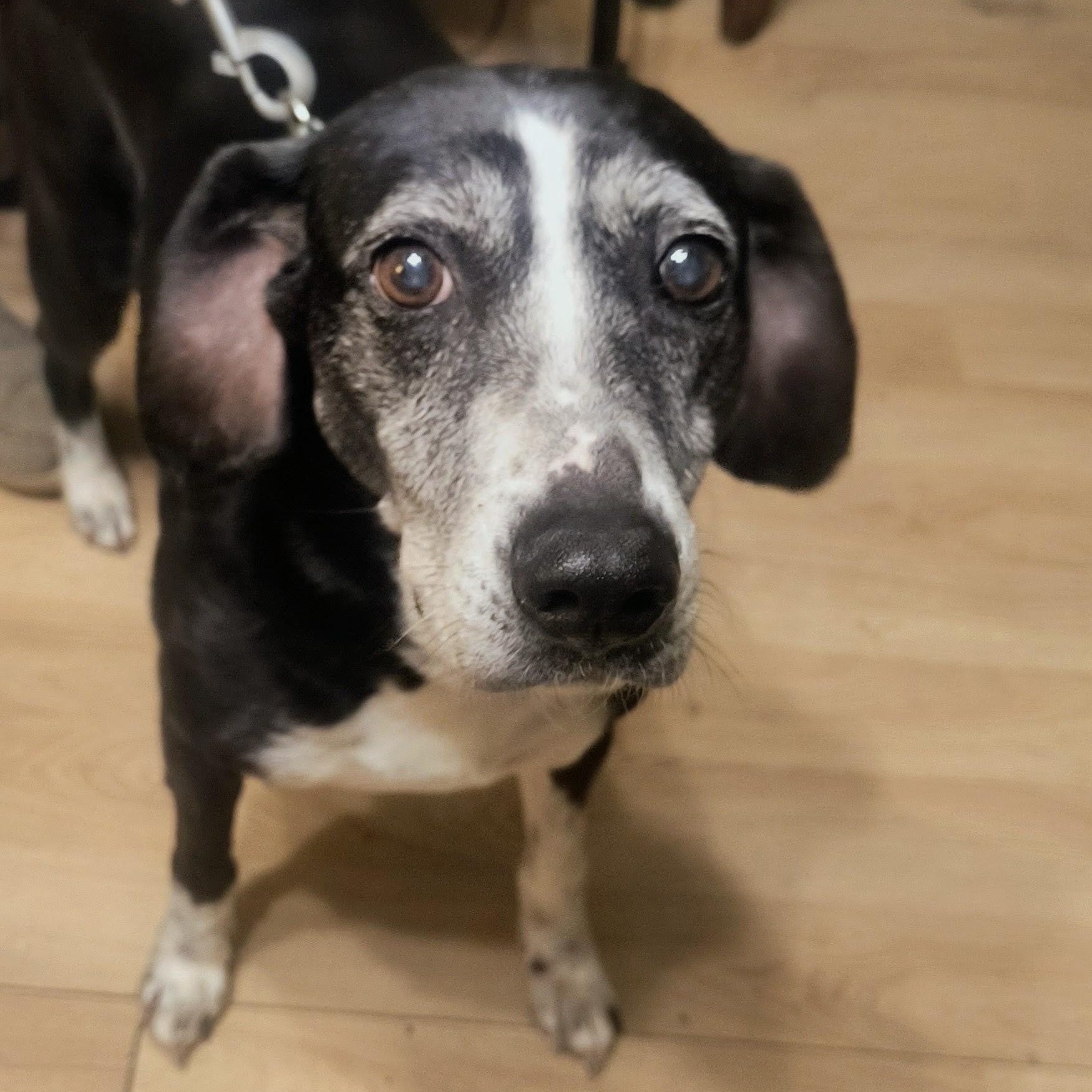 Enlarge Ophelia, a ADOPTABLE mixed breed in Chesapeake, VA image 3/4