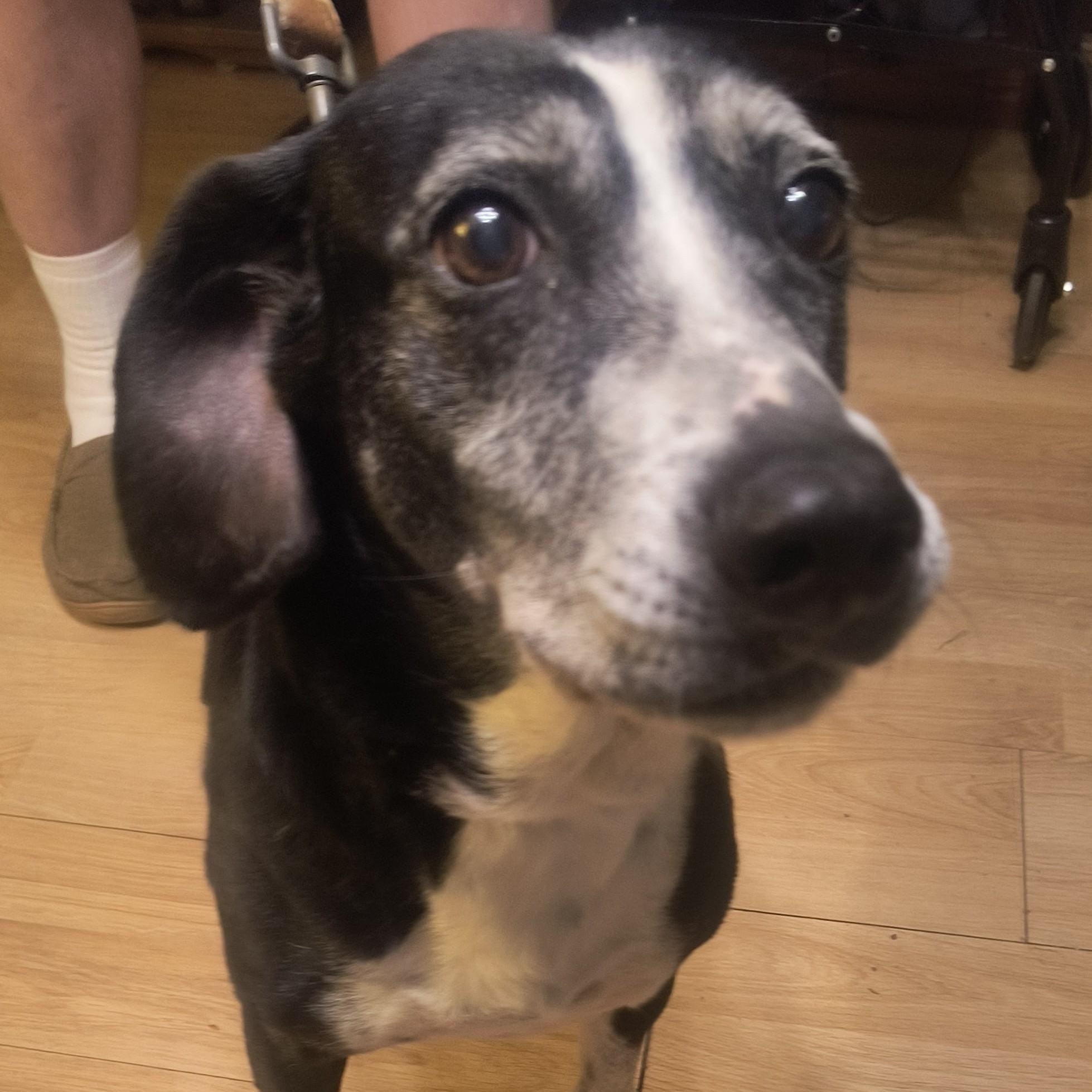 Enlarge Ophelia, a ADOPTABLE mixed breed in Chesapeake, VA image 4/4