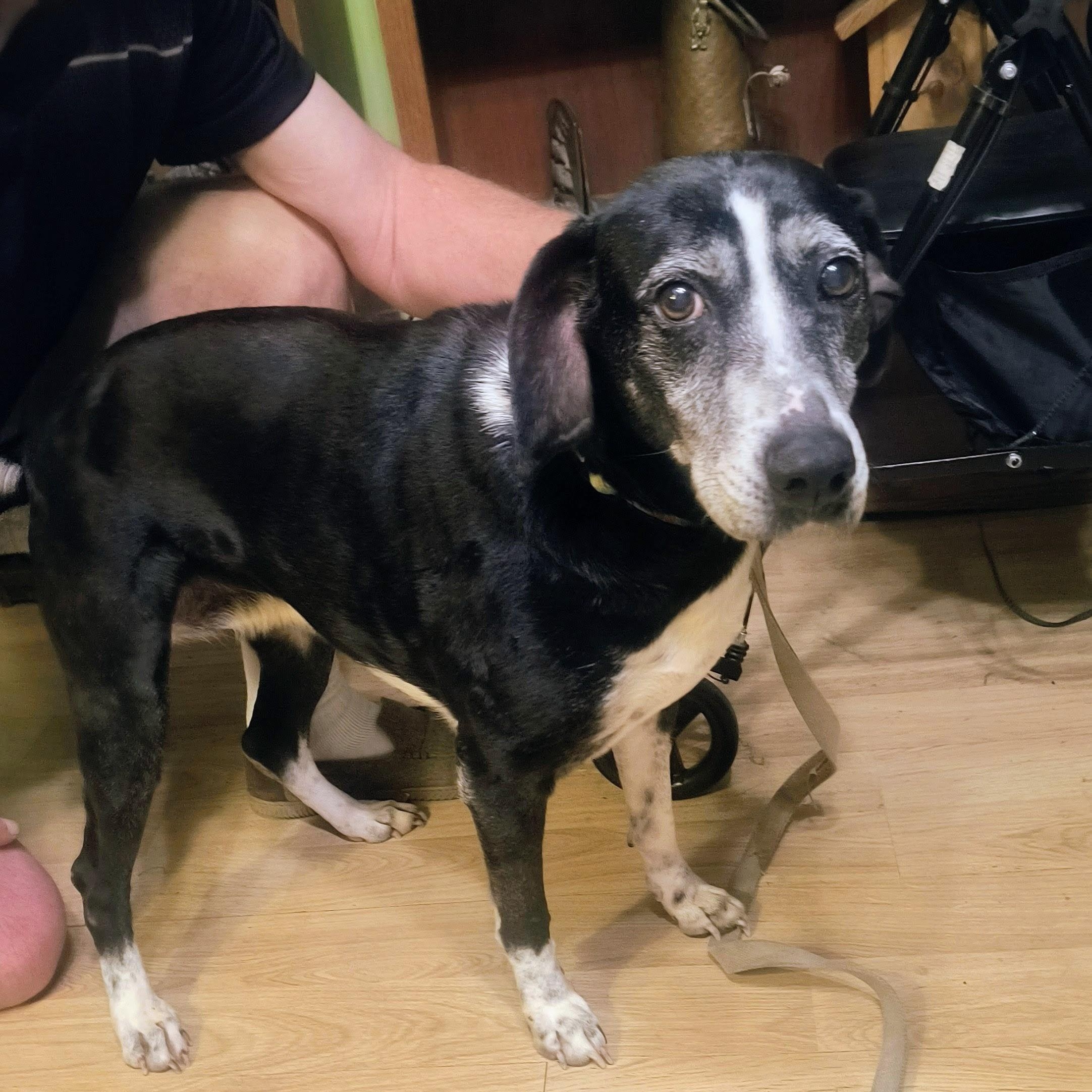 Enlarge Ophelia, a ADOPTABLE mixed breed in Chesapeake, VA image 2/4