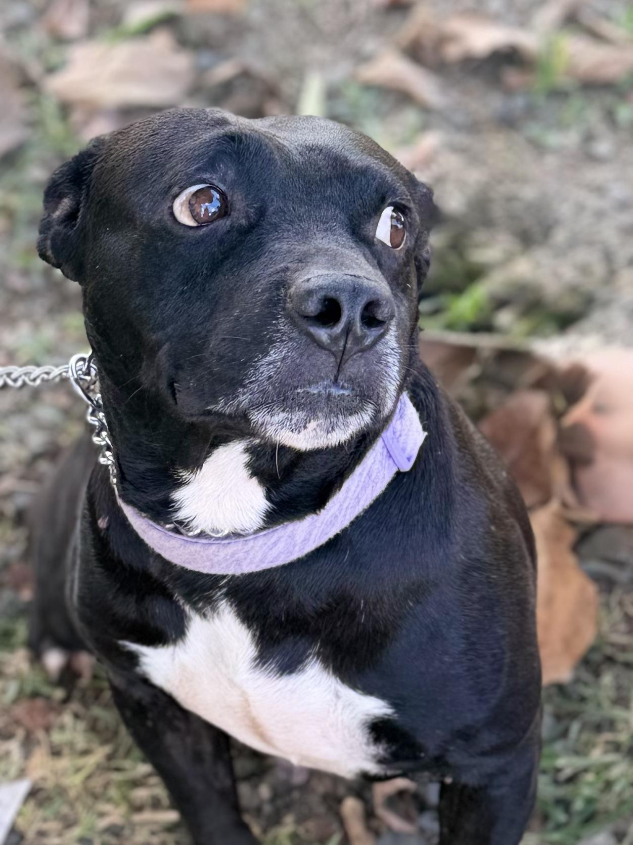 Enlarge Lito, a Adoptable mixed breed in Ridgefield, CT image 6/6