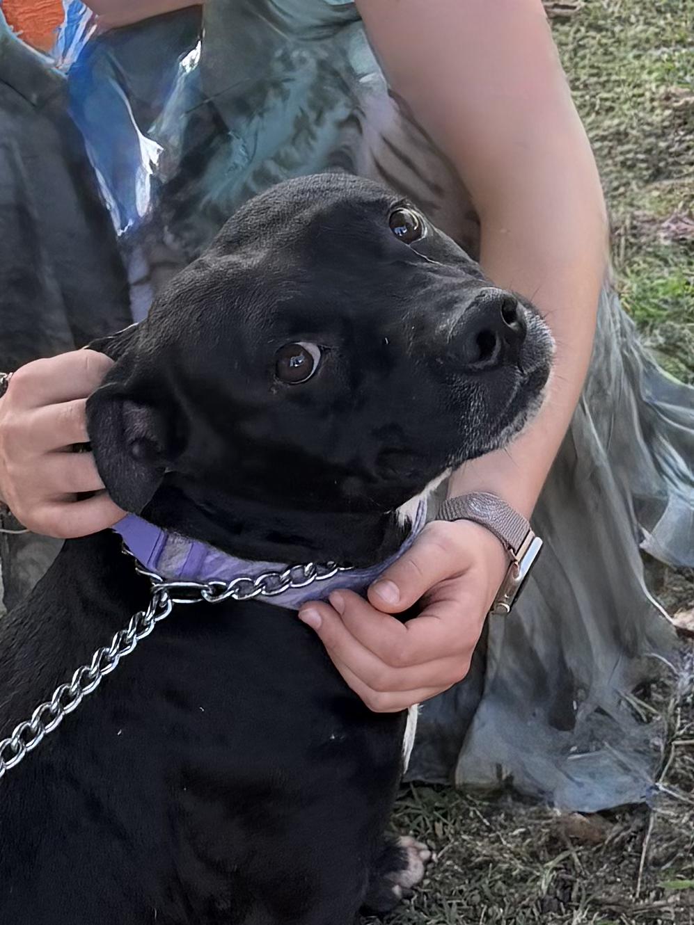 Enlarge Lito, a Adoptable mixed breed in Ridgefield, CT image 3/6