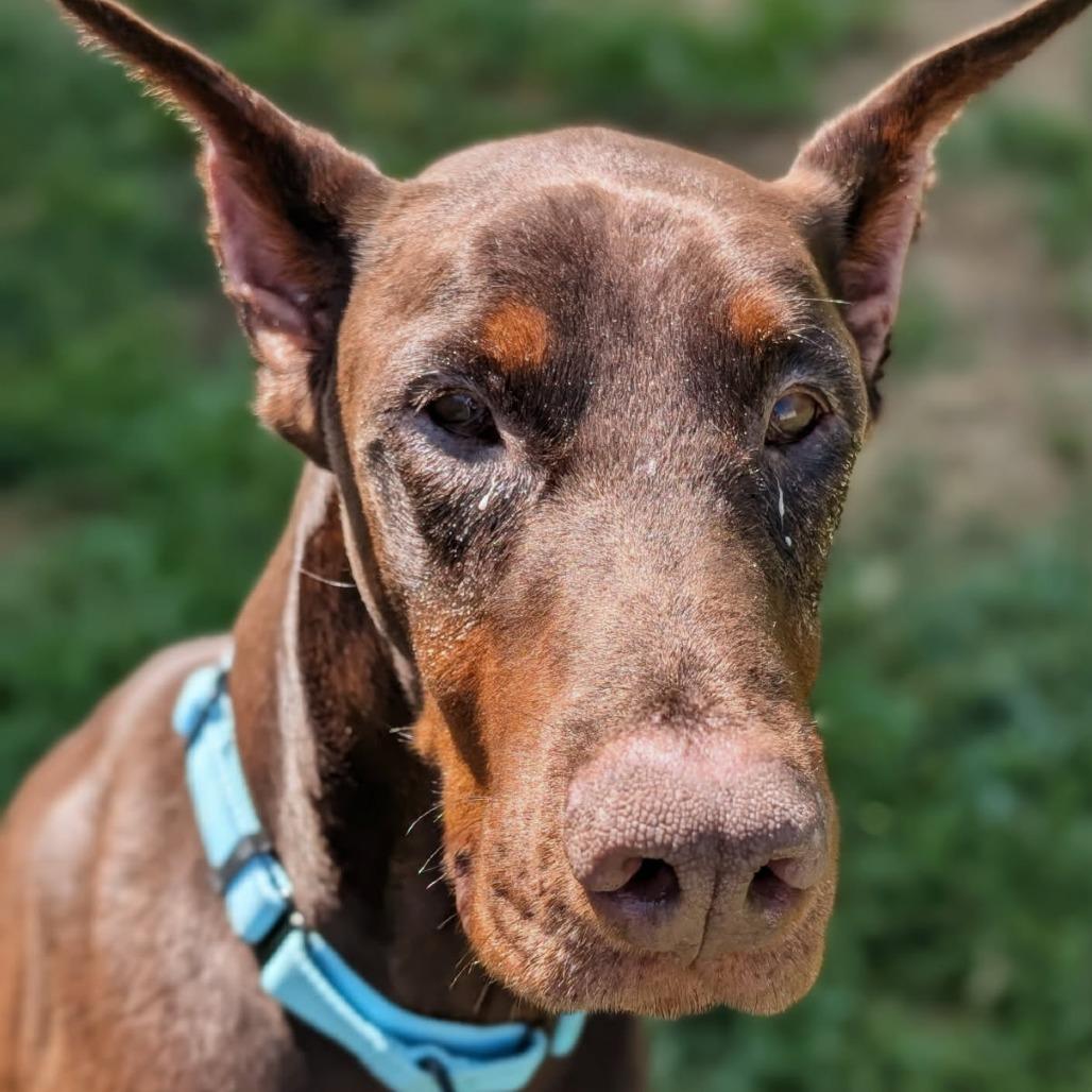 Enlarge 7912 Apollo - I'm a SSNAP Dog, a Adoptable Doberman Pinscher in Sandown, NH image 2/6