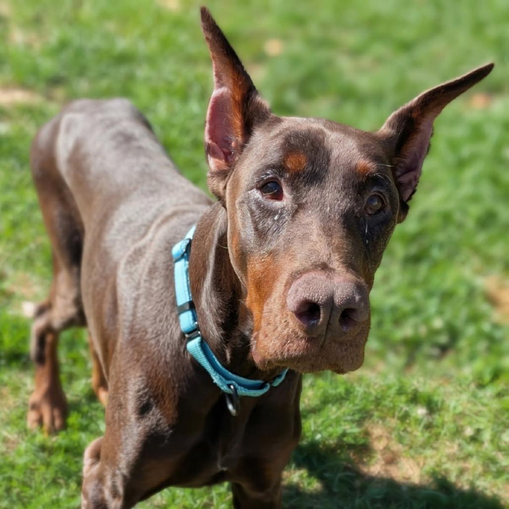 Enlarge 7912 Apollo - I'm a SSNAP Dog, a Adoptable Doberman Pinscher in Sandown, NH image 3/6