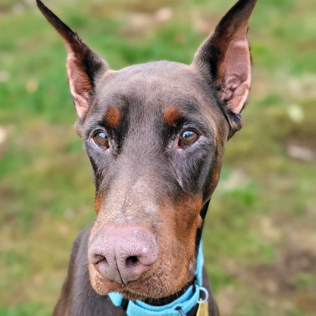 Enlarge 7912 Apollo - I'm a SSNAP Dog, a Adoptable Doberman Pinscher in Sandown, NH image 4/6
