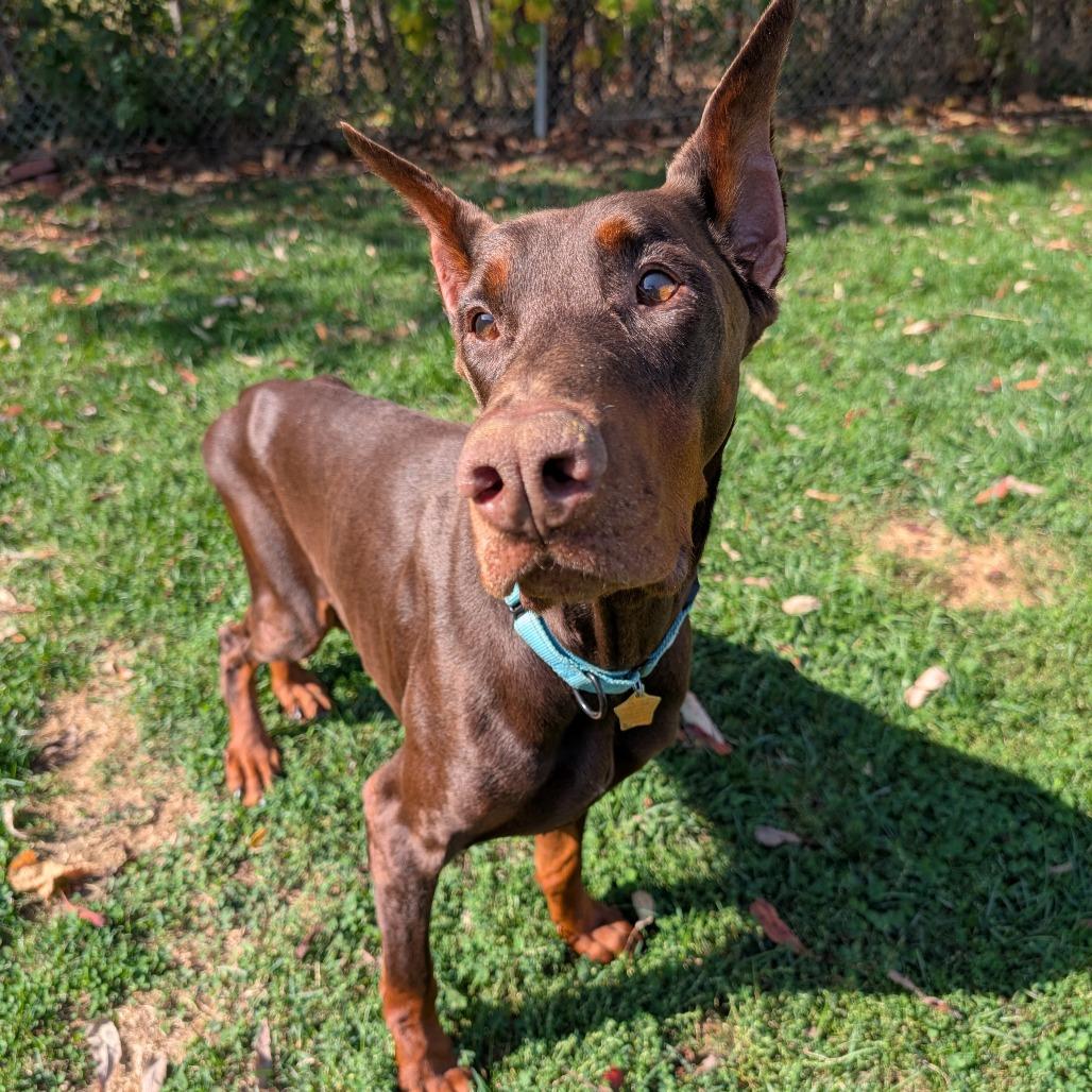 Enlarge 7912 Apollo - I'm a SSNAP Dog, a Adoptable Doberman Pinscher in Sandown, NH image 6/6