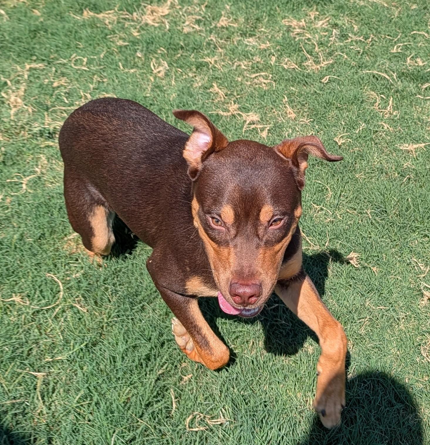 Enlarge Baxter A220020, a Adopted mixed breed in Plano, TX image 6/6