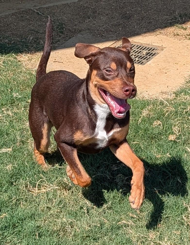 Enlarge Baxter A220020, a Adopted mixed breed in Plano, TX image 1/6