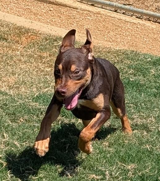 Enlarge Baxter A220020, a Adopted mixed breed in Plano, TX image 4/6