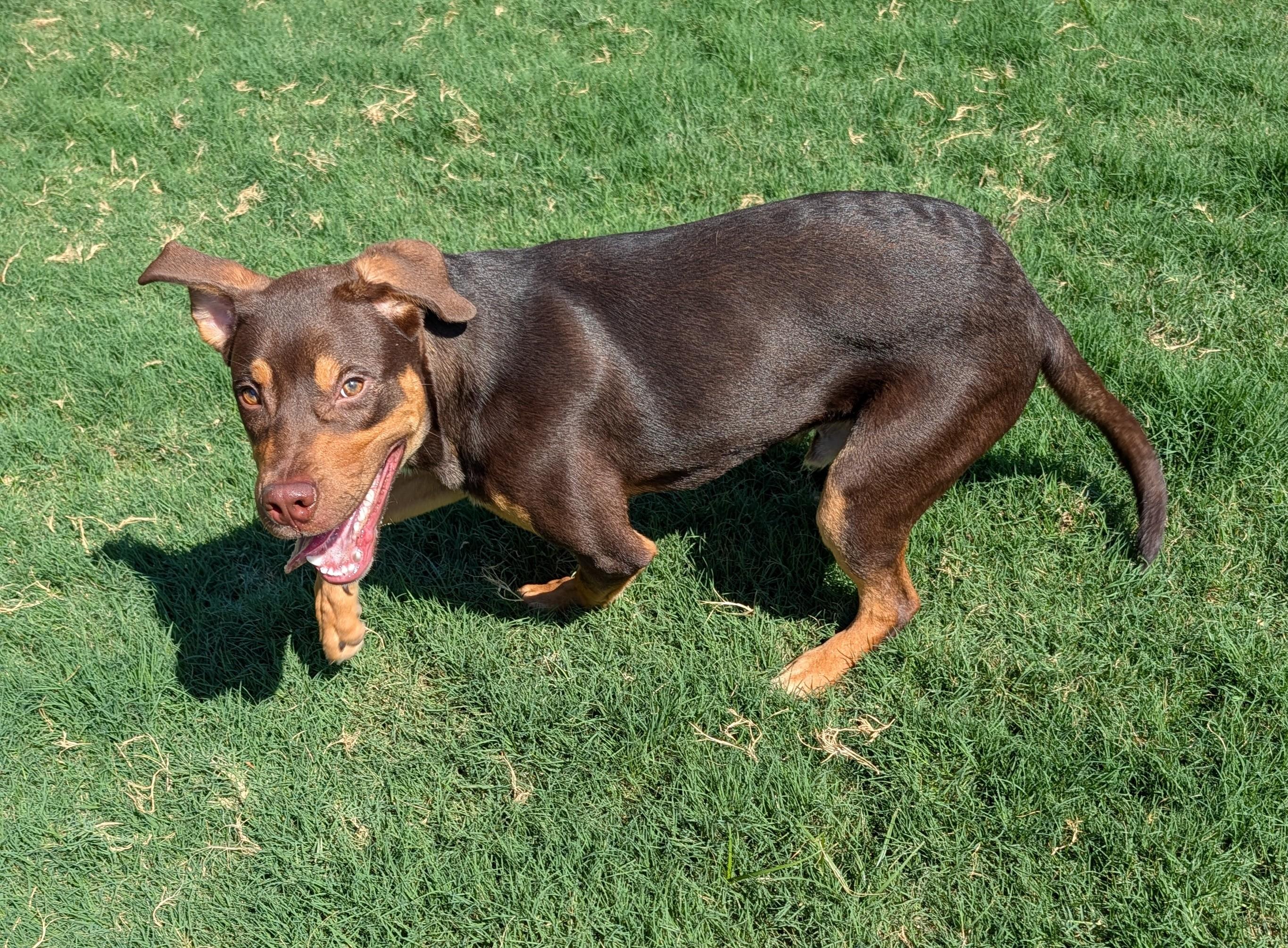 Enlarge Baxter A220020, a Adopted mixed breed in Plano, TX image 3/6