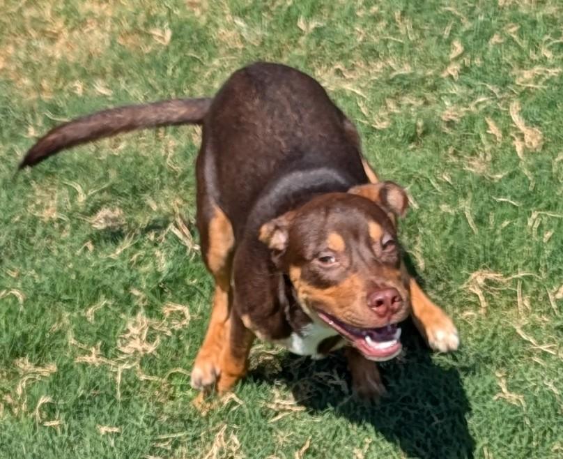Enlarge Baxter A220020, a Adopted mixed breed in Plano, TX image 5/6