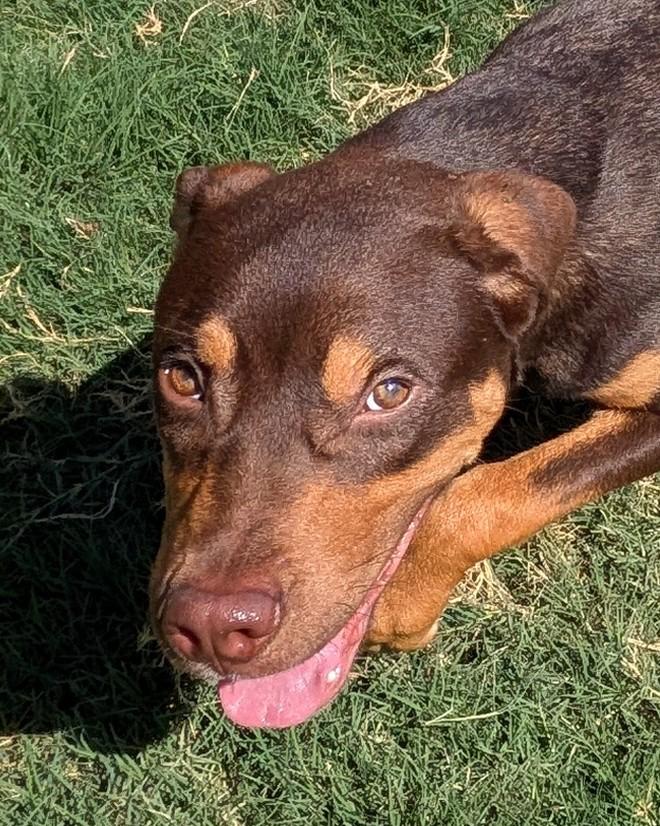 Enlarge Baxter A220020, a Adopted mixed breed in Plano, TX image 2/6