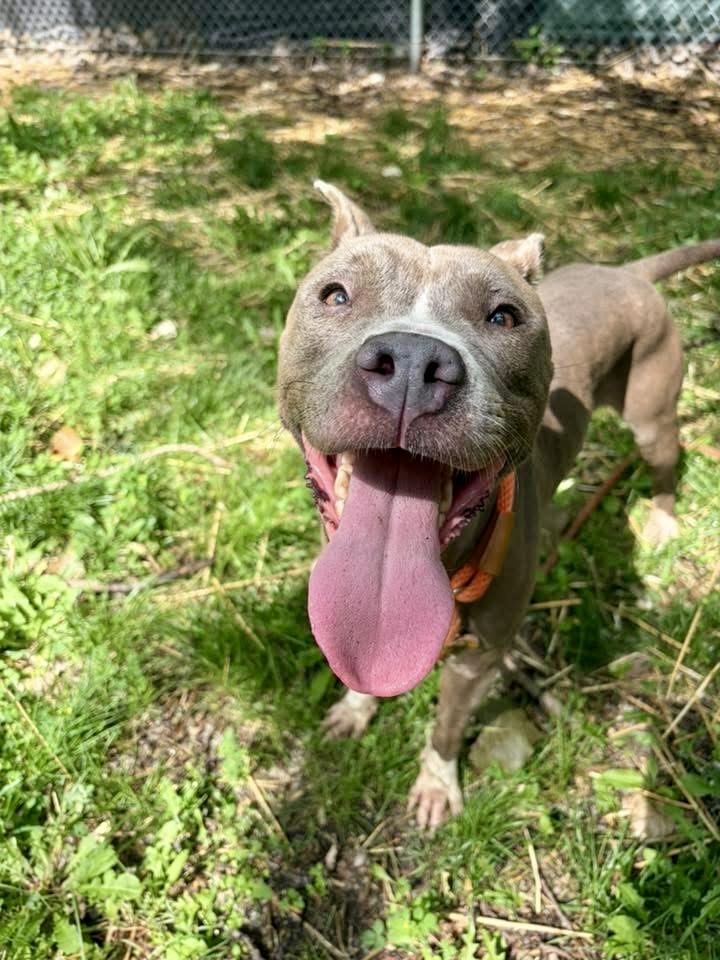 Skydiver, ADOPTABLE, Adult Female Pit Bull Terrier.
