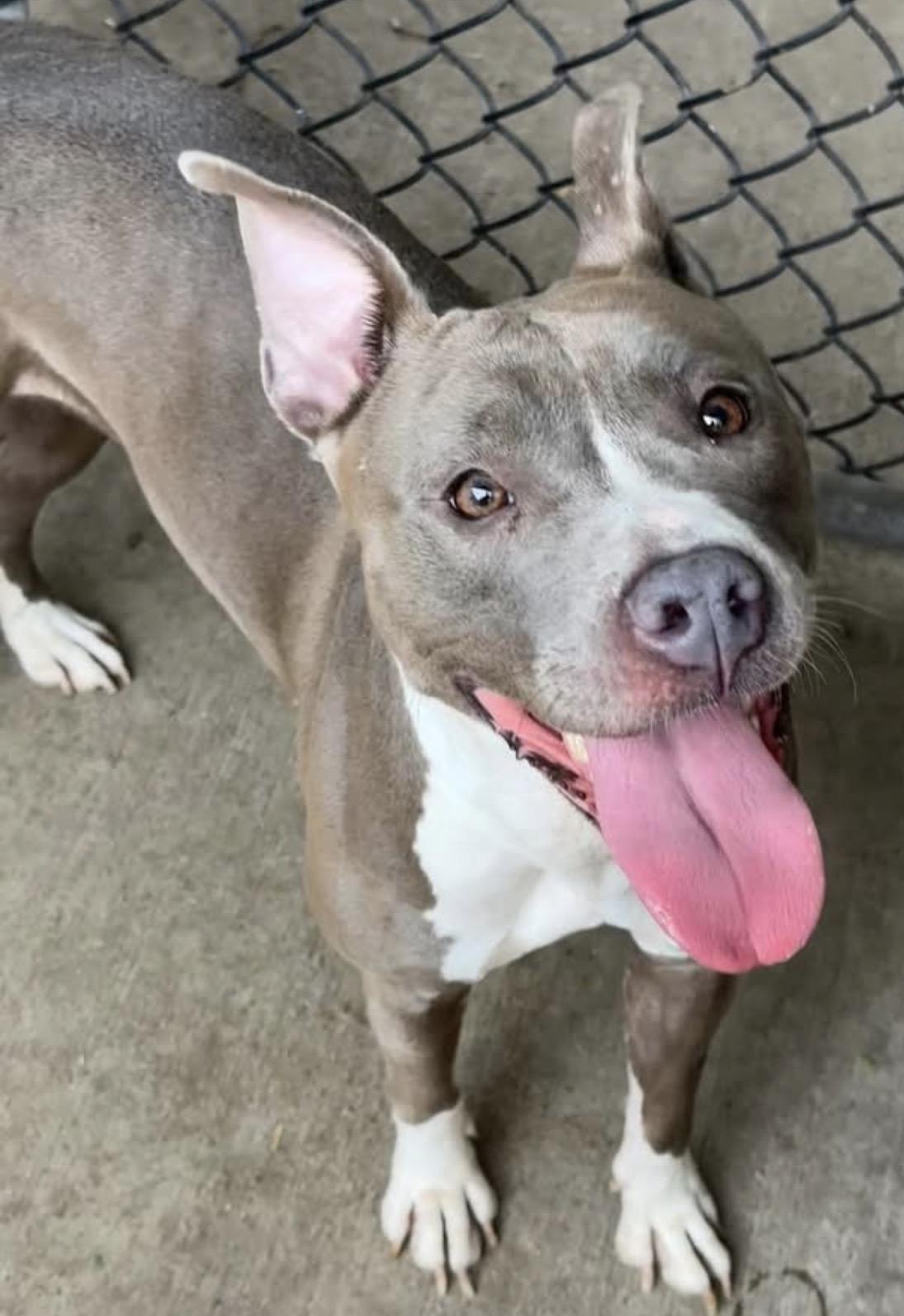 Skydiver, a ADOPTABLE Pit Bull Terrier in Chicago, IL image 5/5