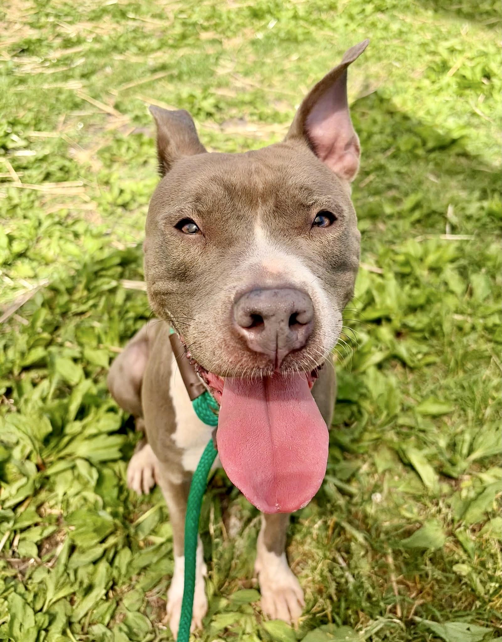 Skydiver, a ADOPTABLE Pit Bull Terrier in Chicago, IL image 2/5