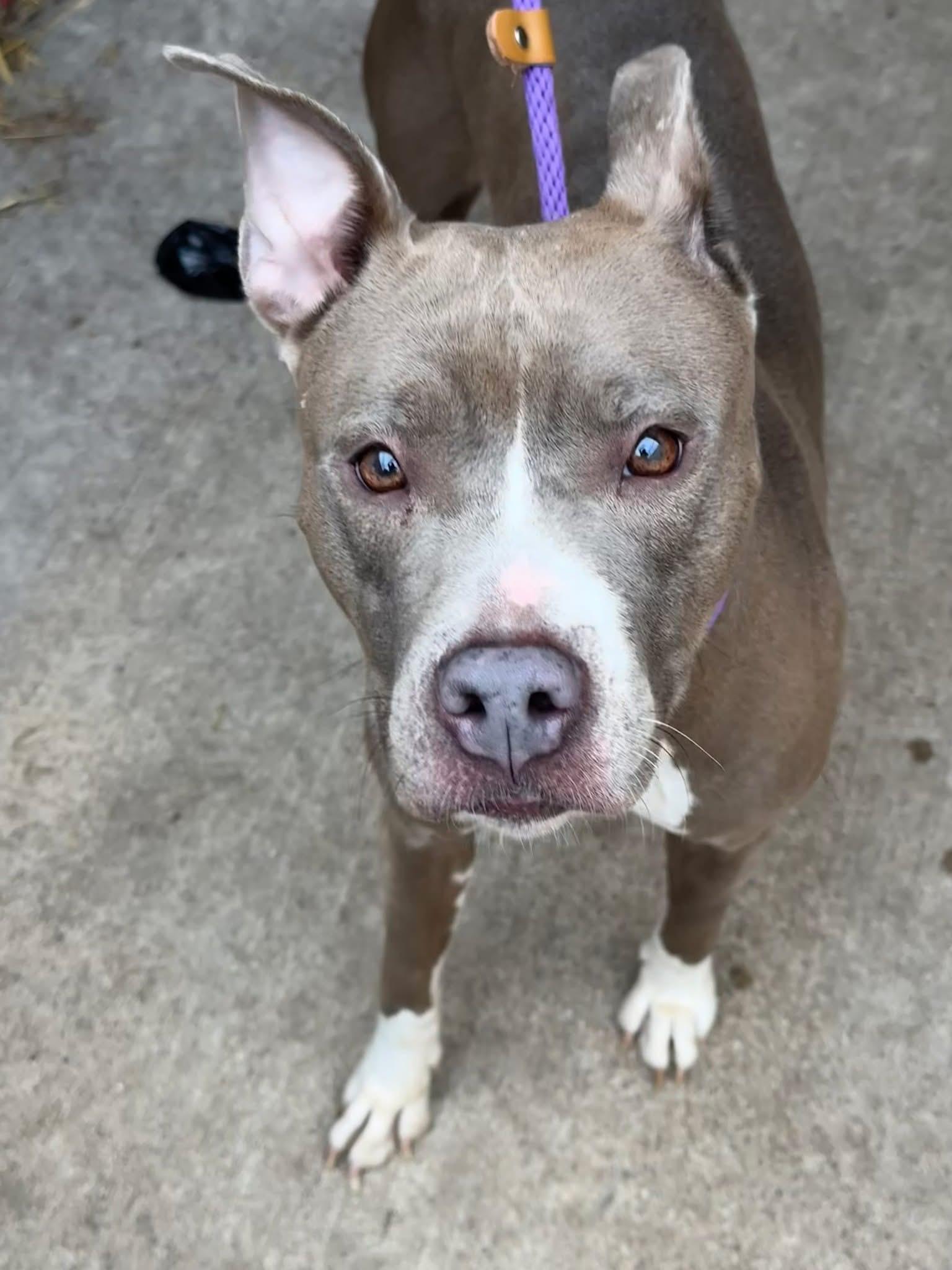 Skydiver, a ADOPTABLE Pit Bull Terrier in Chicago, IL image 4/5