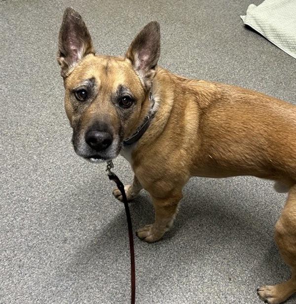 Enlarge Duke, a Adoptable mixed breed in Escondido, CA image 1/1