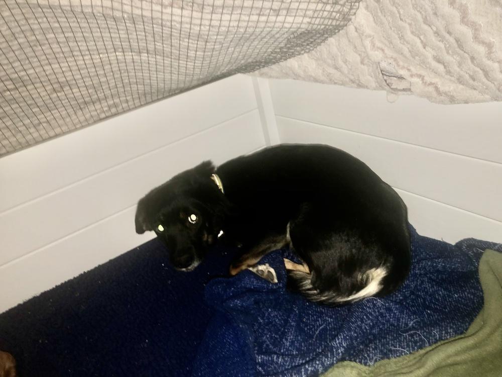 Enlarge Mama-Mo, a Adoptable mixed breed in Bonita, CA image 1/5