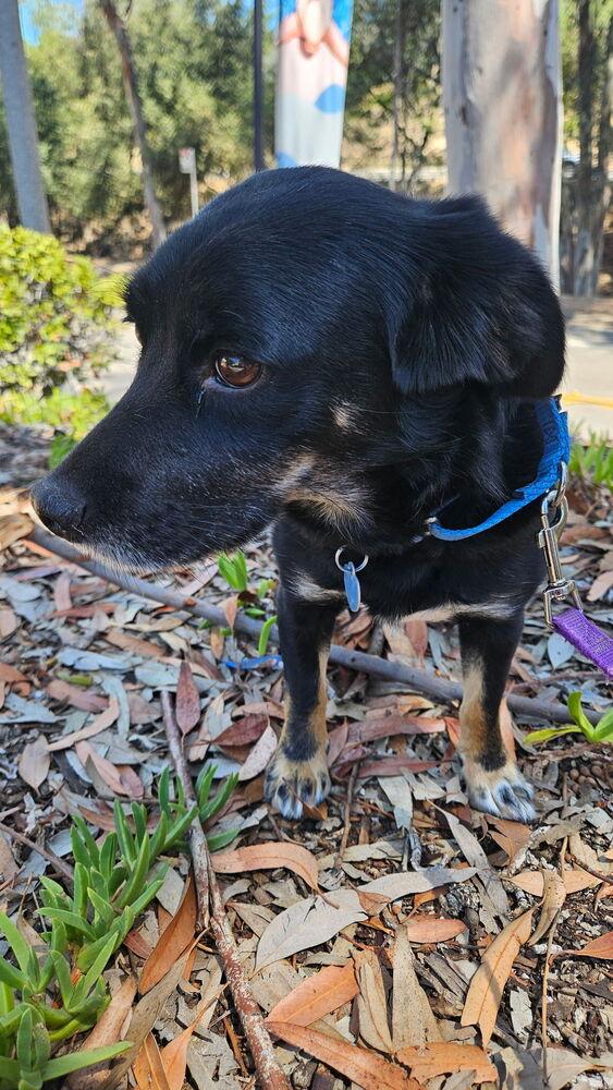 Enlarge Mama-Mo, a Adoptable mixed breed in Bonita, CA image 3/5