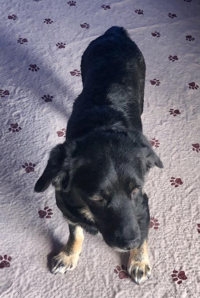 Enlarge Mama-Mo, a Adoptable mixed breed in Bonita, CA image 4/5