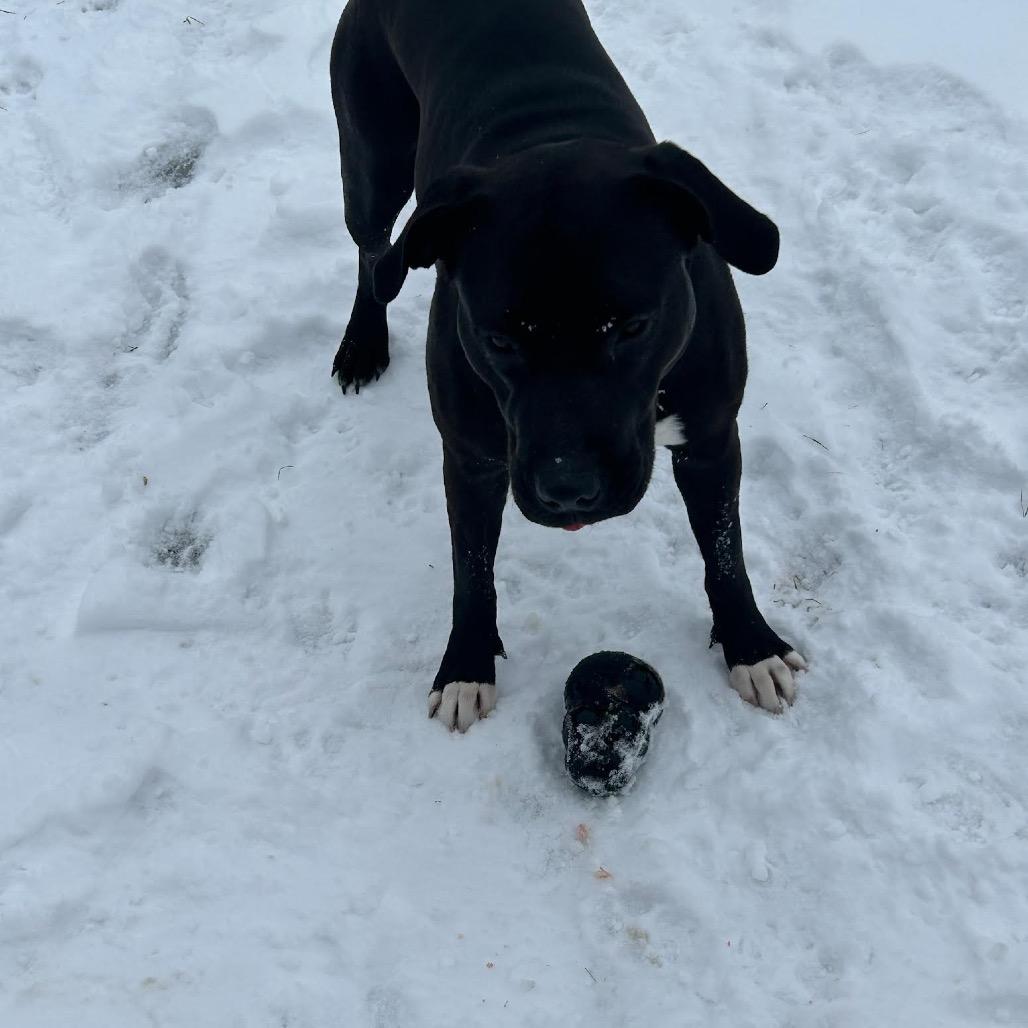 Kallie D9922, a Adoptable mixed breed in Princeton, MN image 2/5