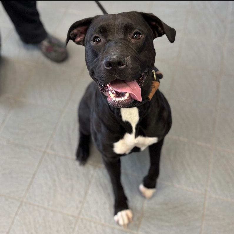 Kallie D9922, Adoptable, Adult Female Labrador Retriever & Pit Bull Terrier.