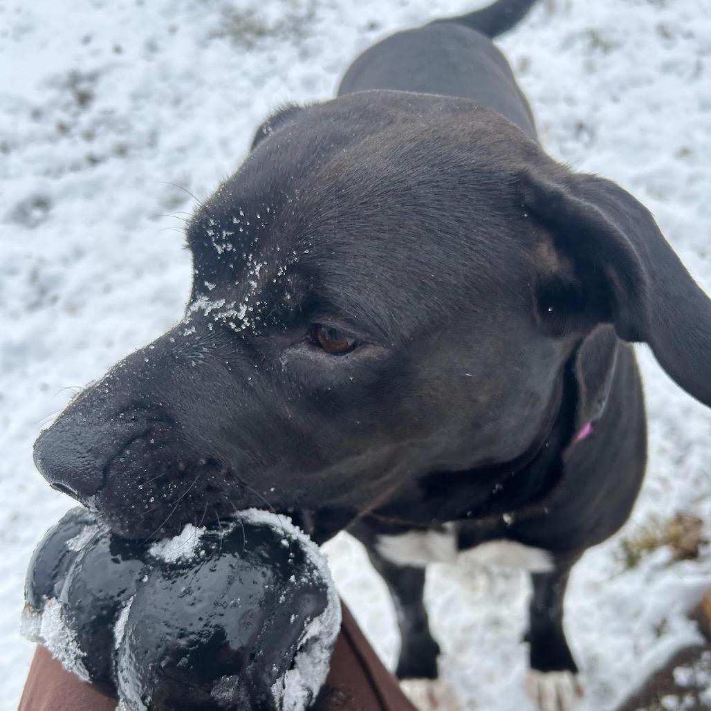 Kallie D9922, a Adoptable mixed breed in Princeton, MN image 4/5