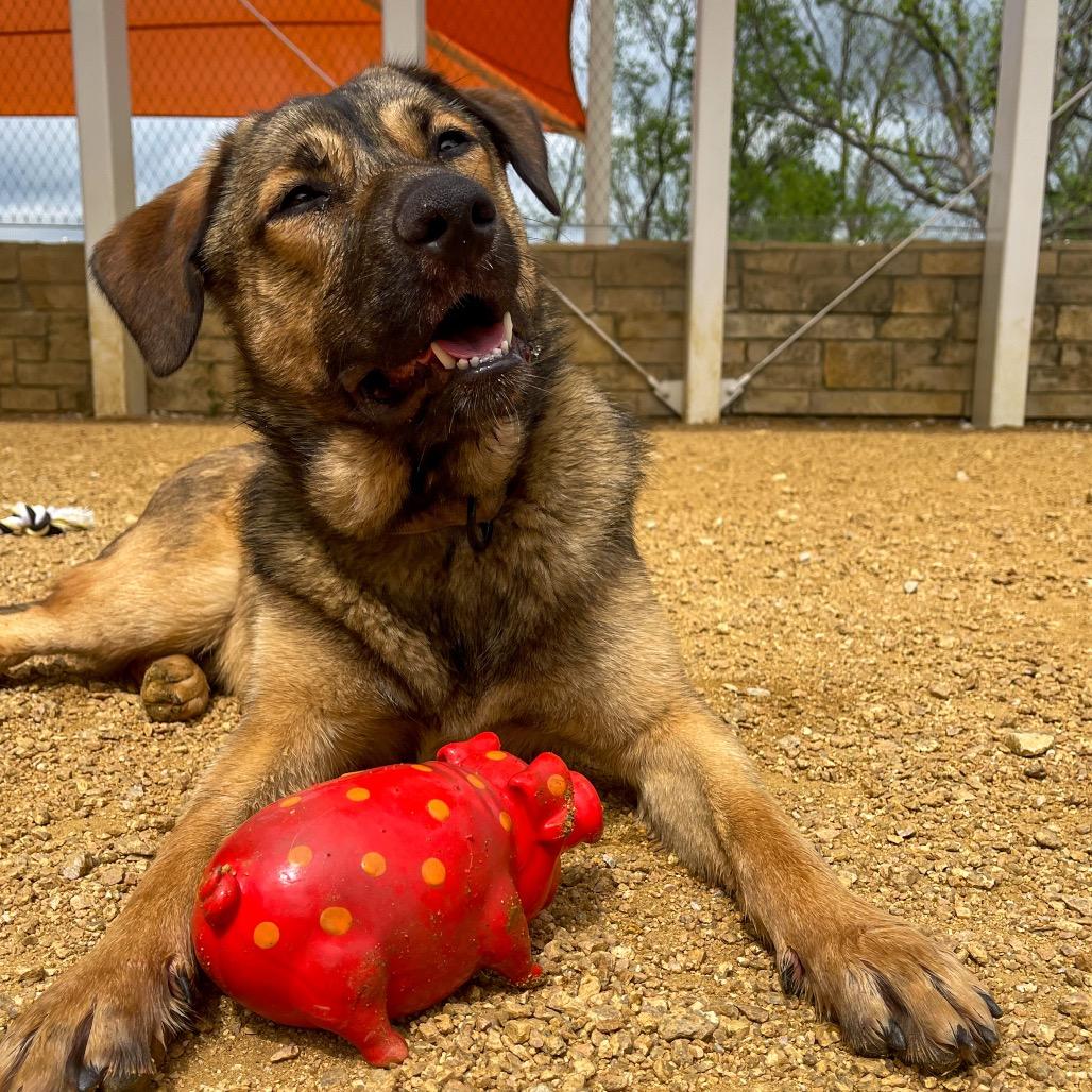 Enlarge Waylon, a Adoptable mixed breed in Bentonville, AR image 1/6